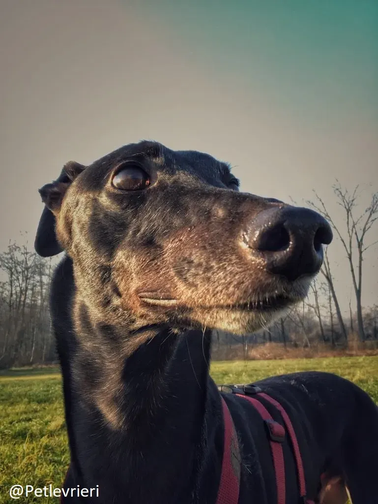 Bucksie adozione levrieri greyhound 33