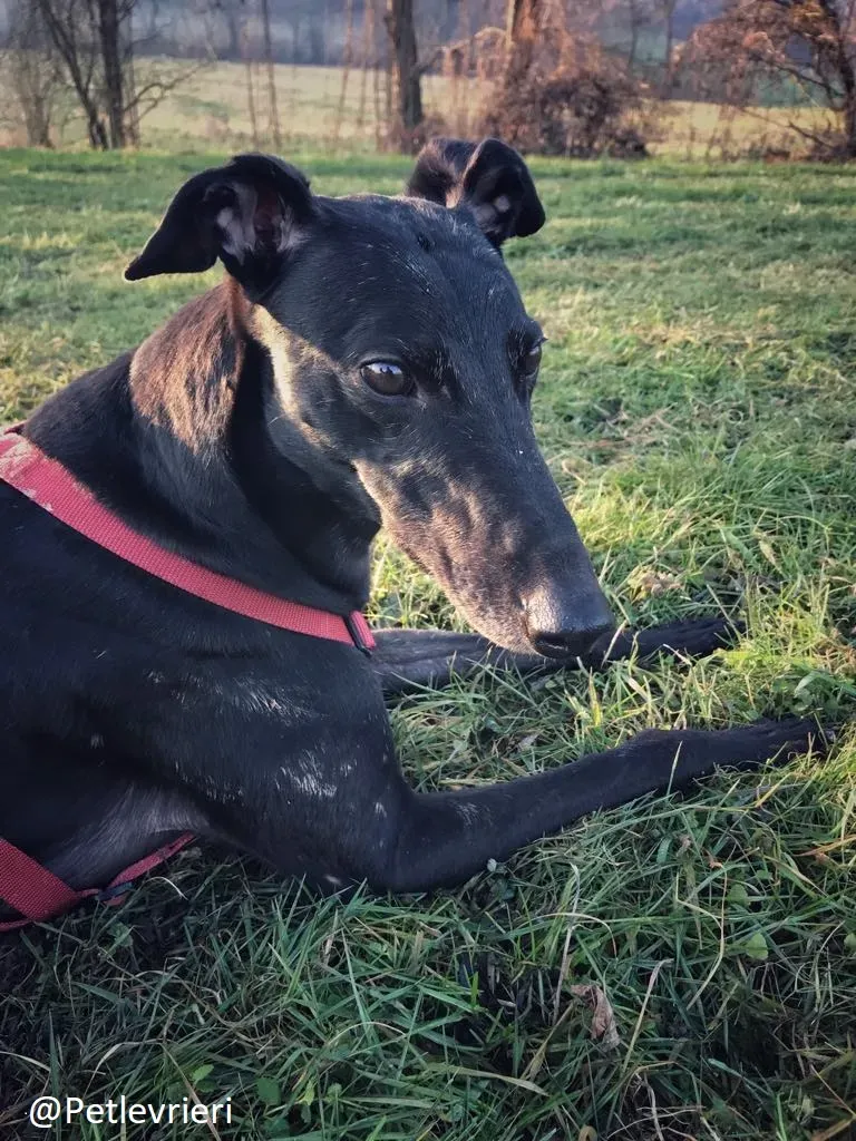 Bucksie adozione levrieri greyhound 34