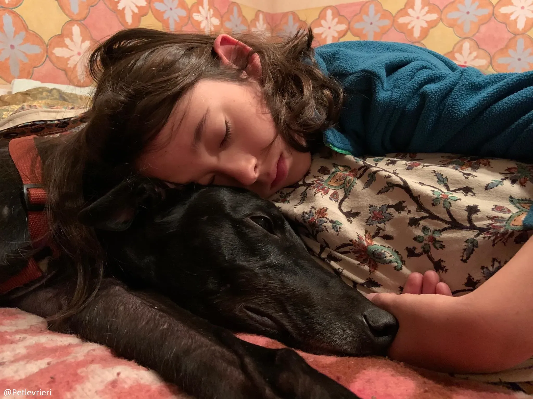 Bucksie adozione levrieri greyhound 35