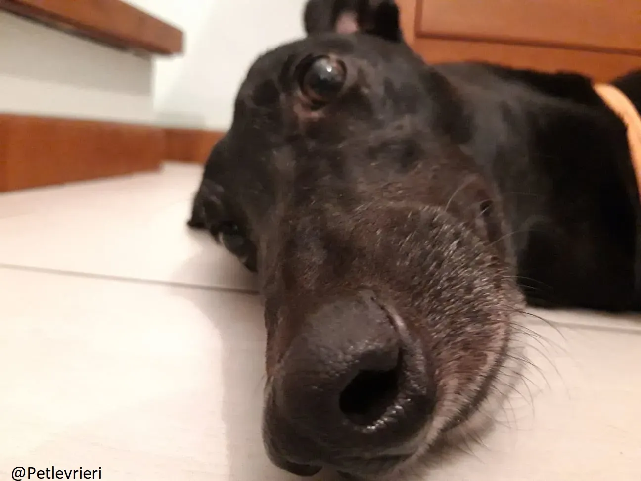 Bucksie adozione levrieri greyhound 36