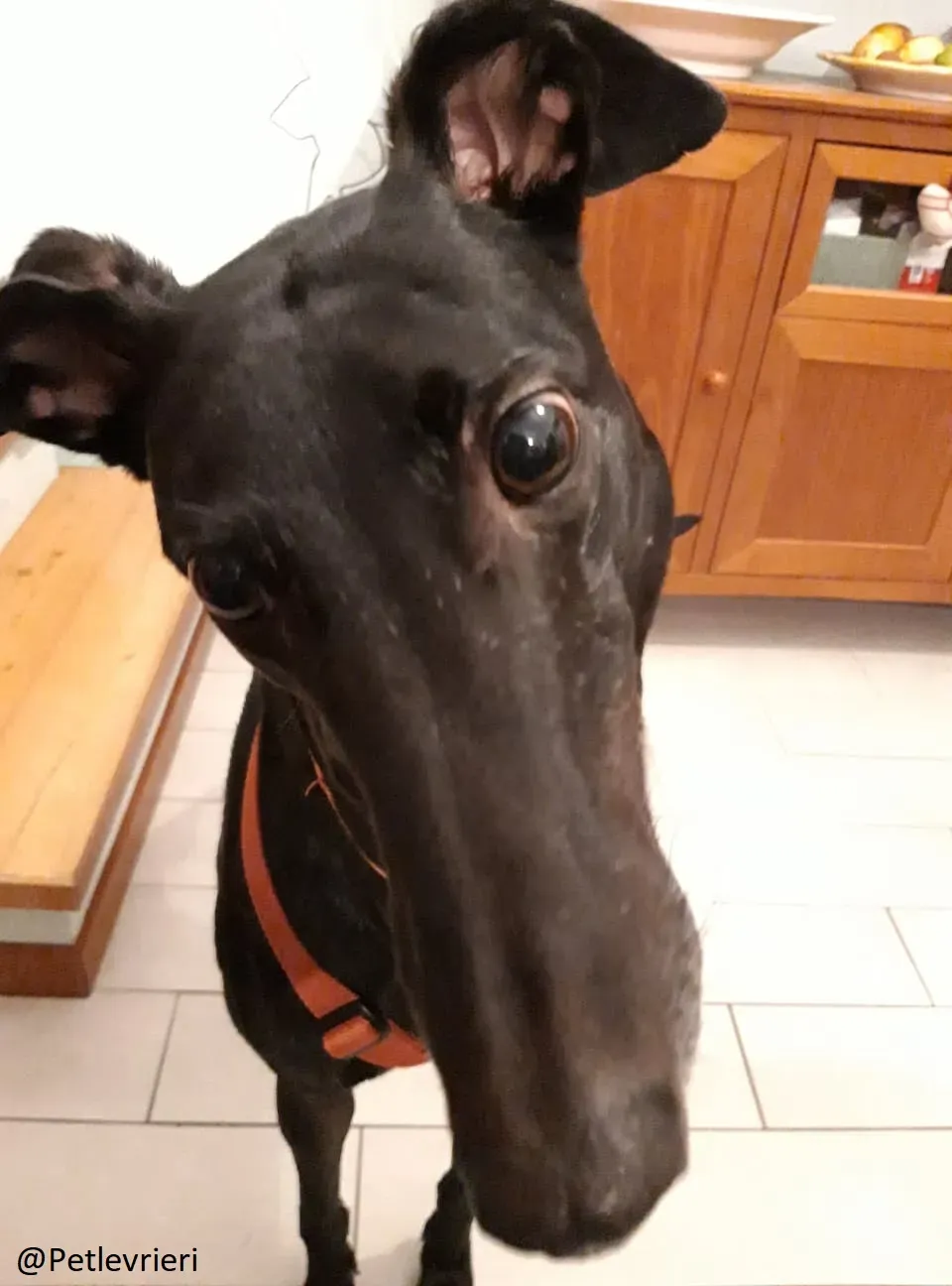 Bucksie adozione levrieri greyhound 37