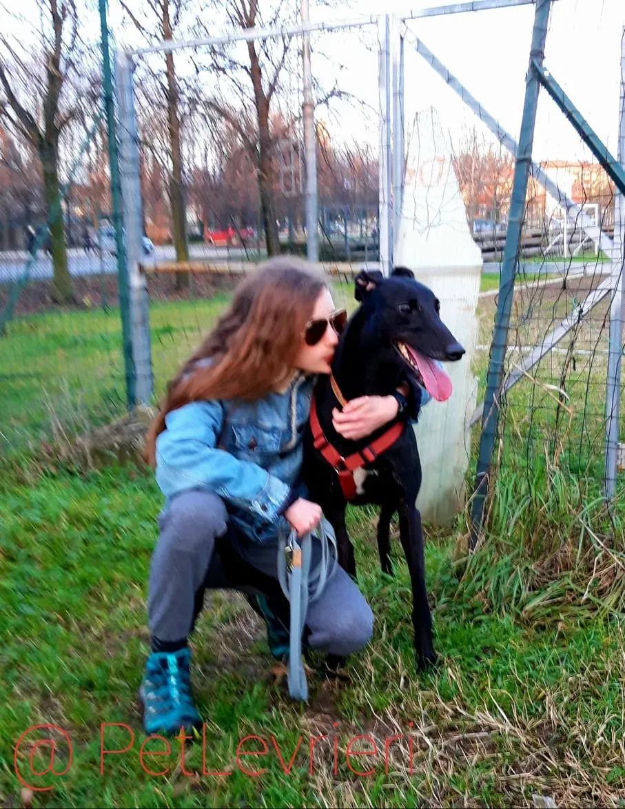 Bucksie adozione levrieri greyhound 38