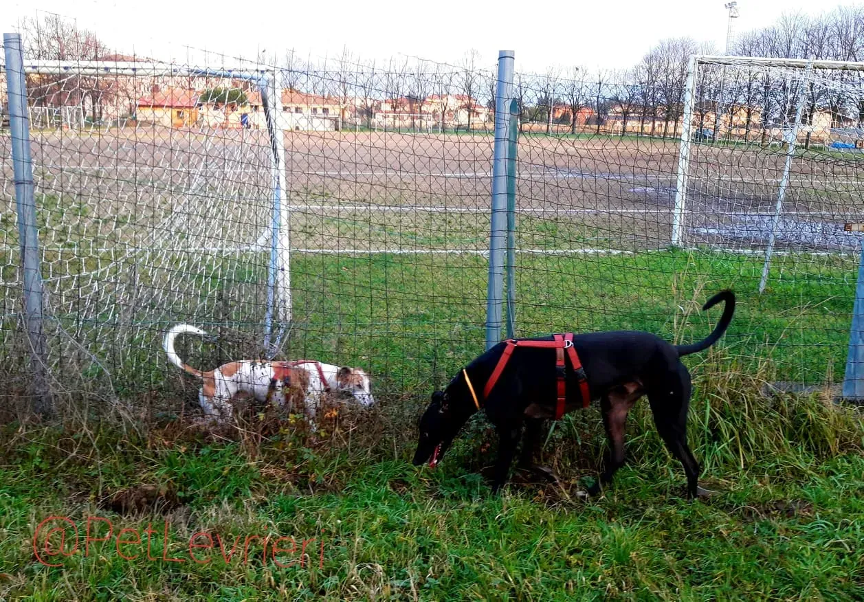 Bucksie adozione levrieri greyhound 39