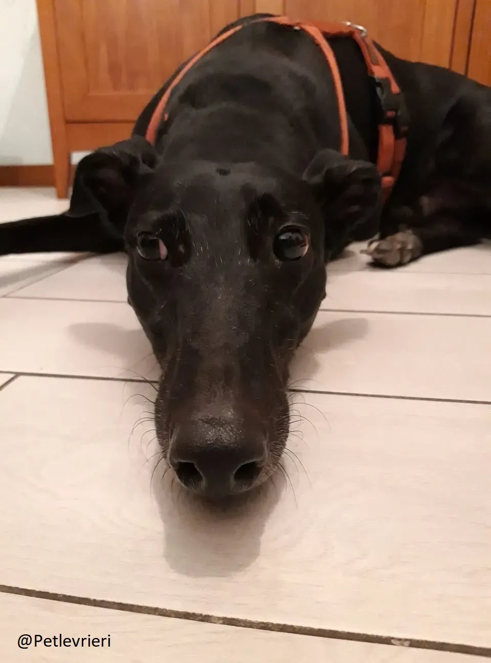 Bucksie adozione levrieri greyhound 40jpg