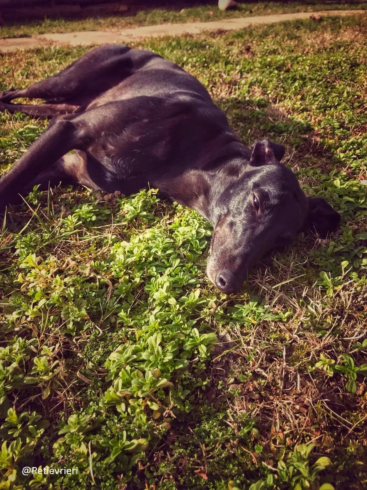 Bucksie adozione levrieri greyhound 41