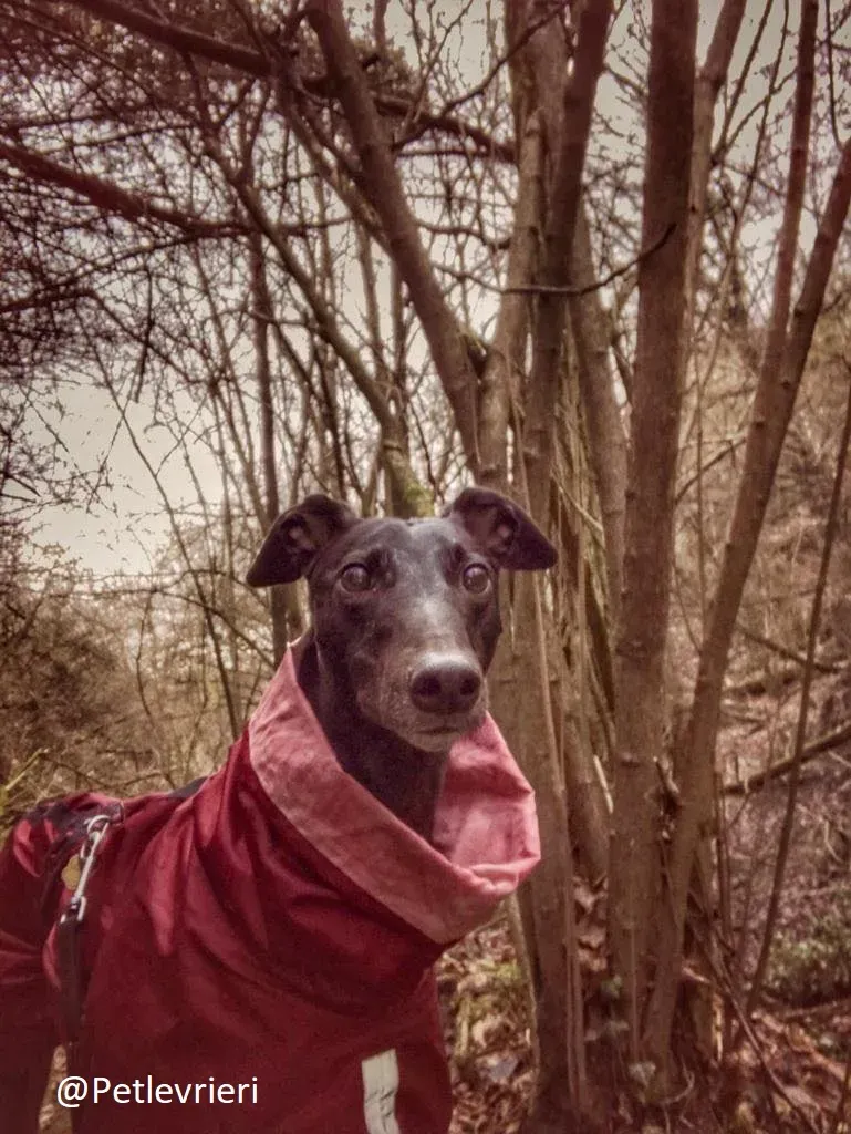 Bucksie adozione levrieri greyhound 42