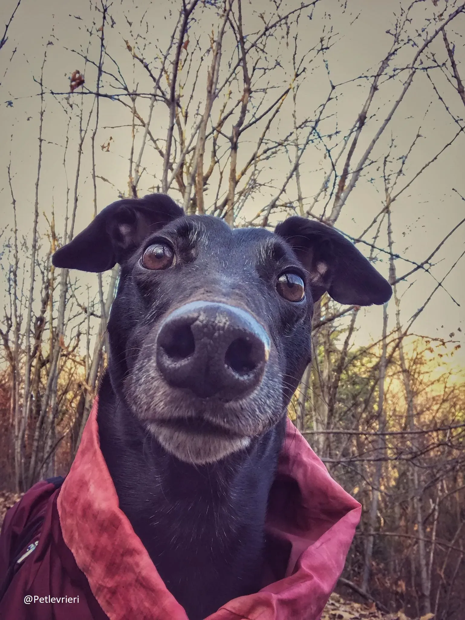 Bucksie adozione levrieri greyhound 43