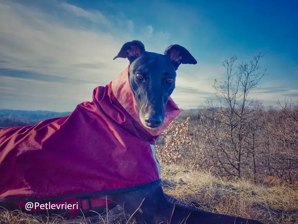 Bucksie adozione levrieri greyhound 44