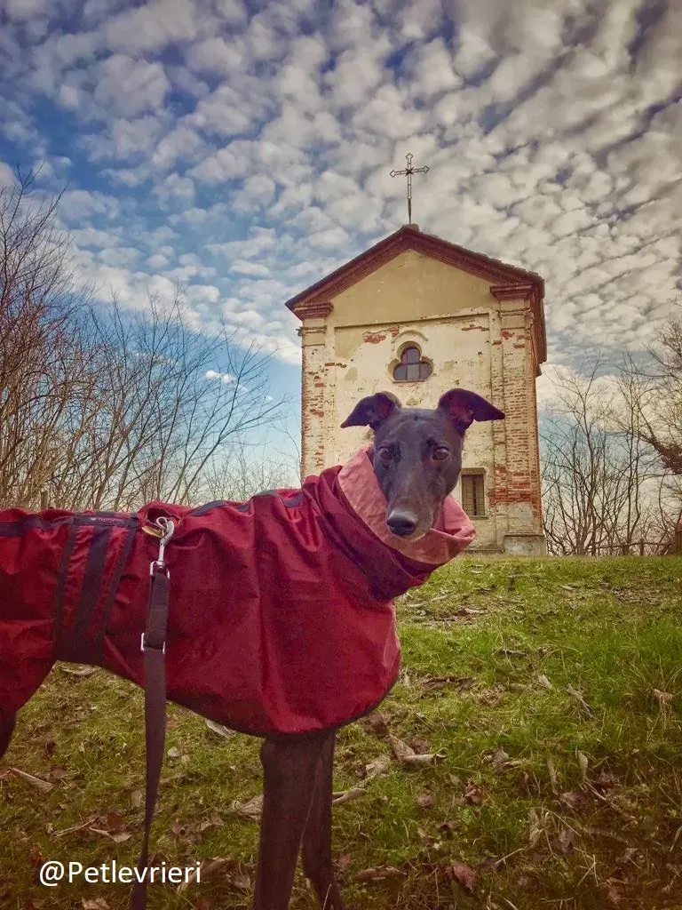 Bucksie adozione levrieri greyhound 45