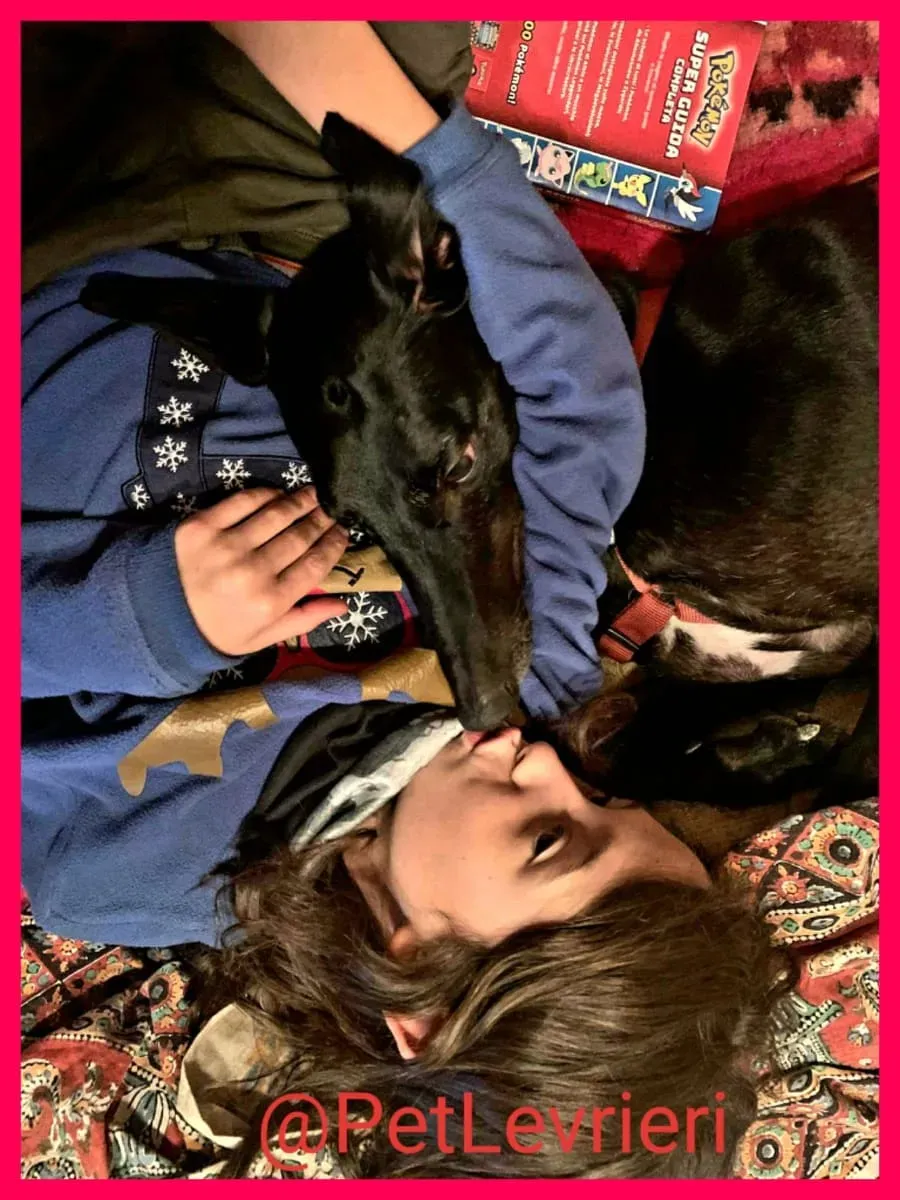 Bucksie adozione levrieri greyhound 51