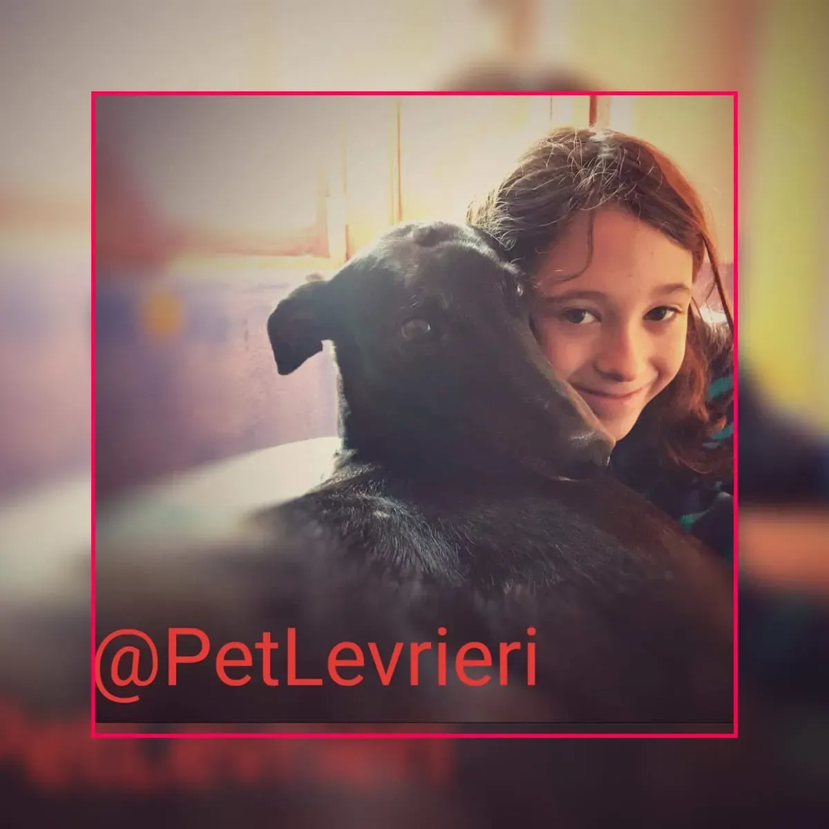 Bucksie adozione levrieri greyhound 80