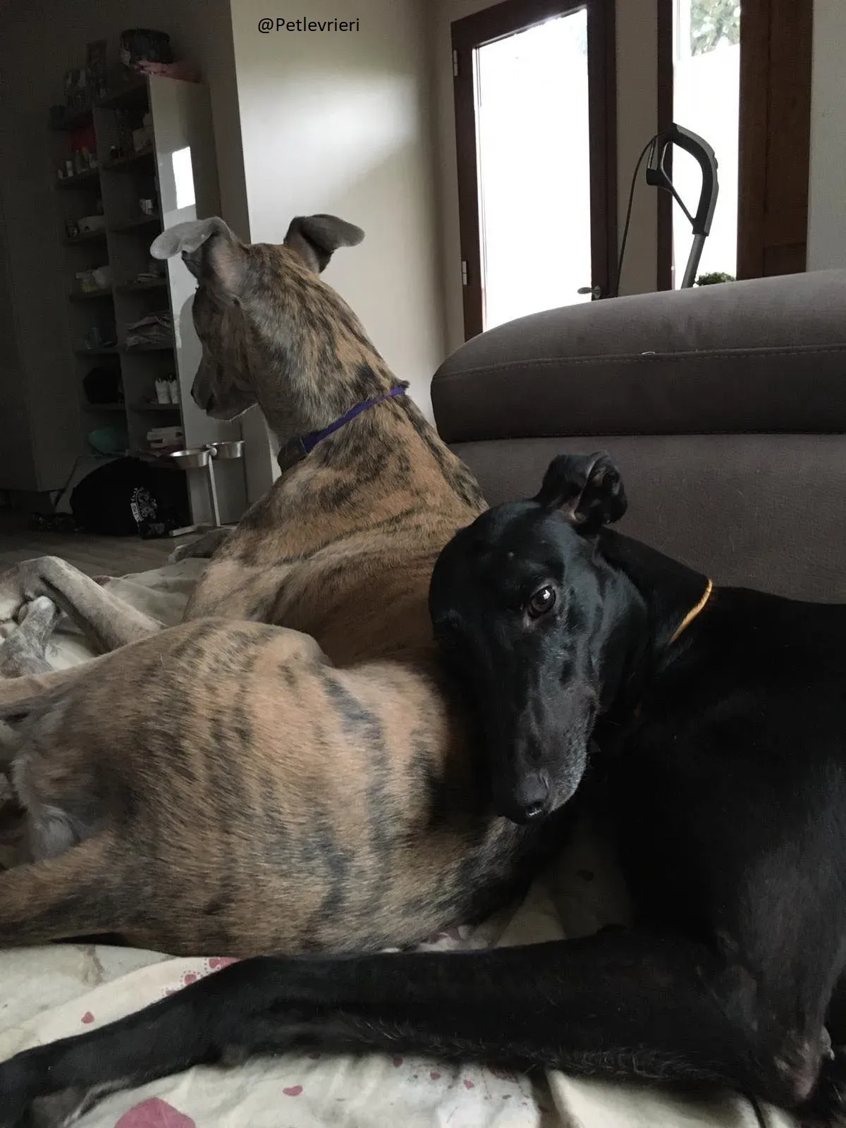 Bucksie Greyhound male adozionelevrieri 1 1