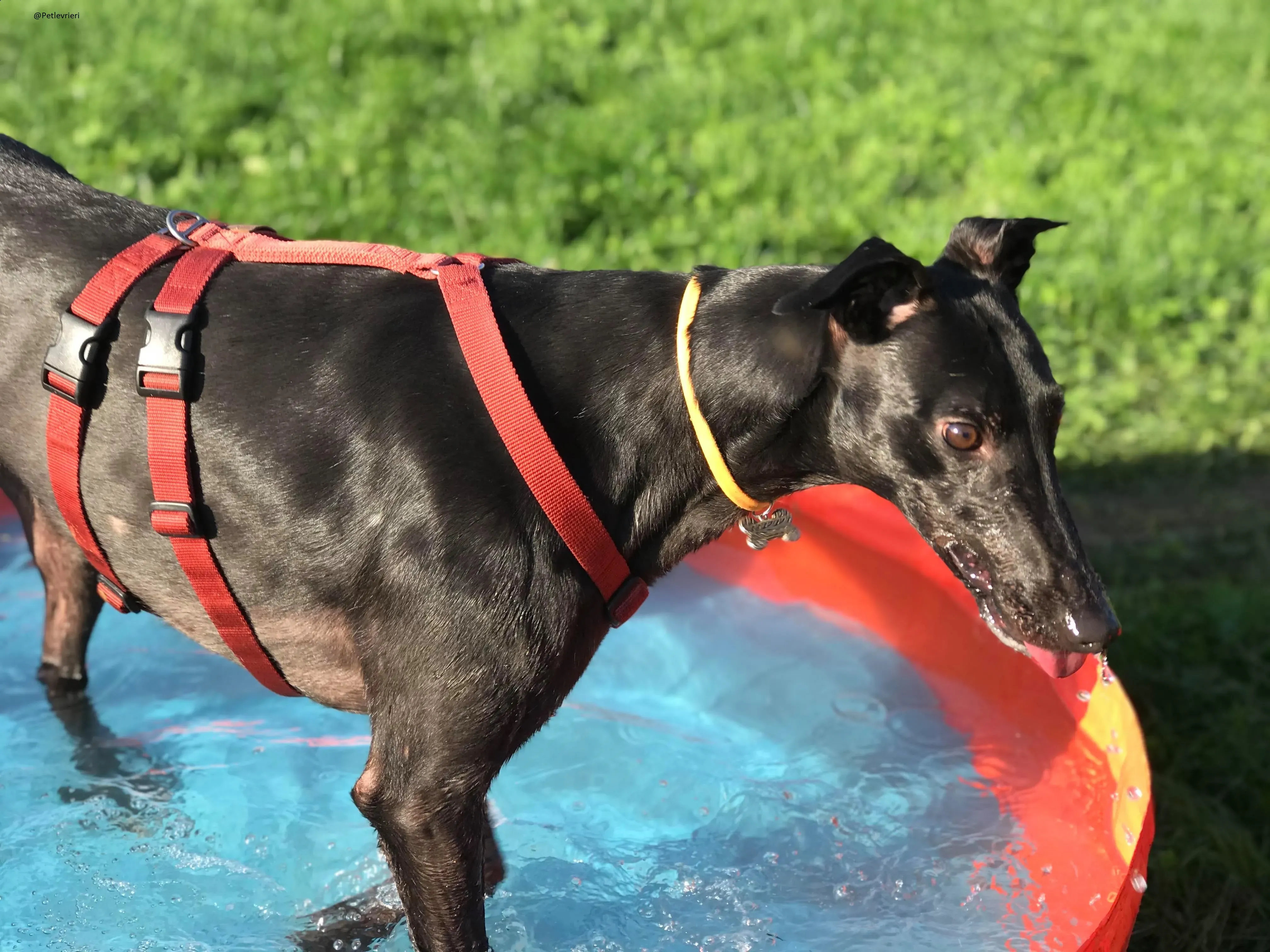 Bucksie Greyhound male adozionelevrieri 1