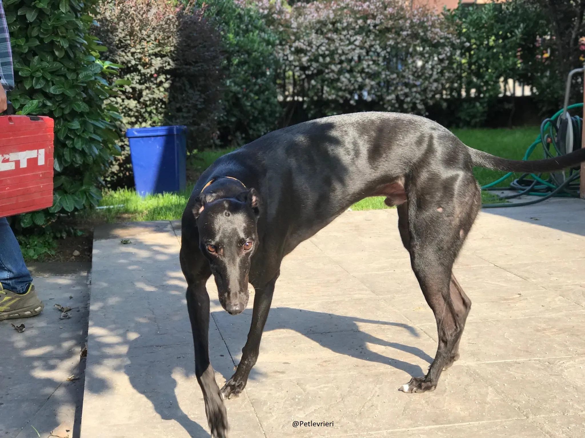 Bucksie Greyhound male adozionelevrieri 2 1