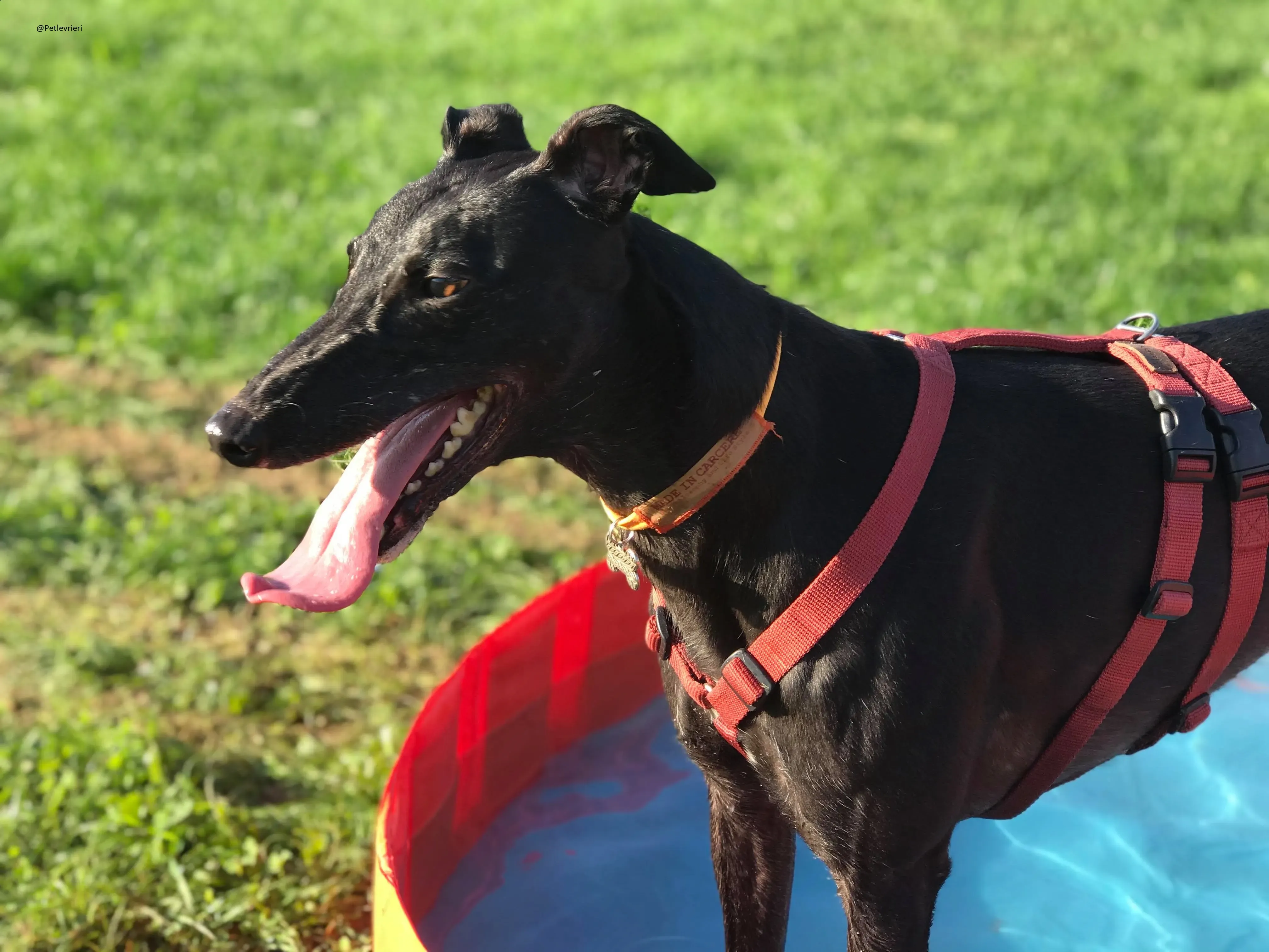 Bucksie Greyhound male adozionelevrieri 2