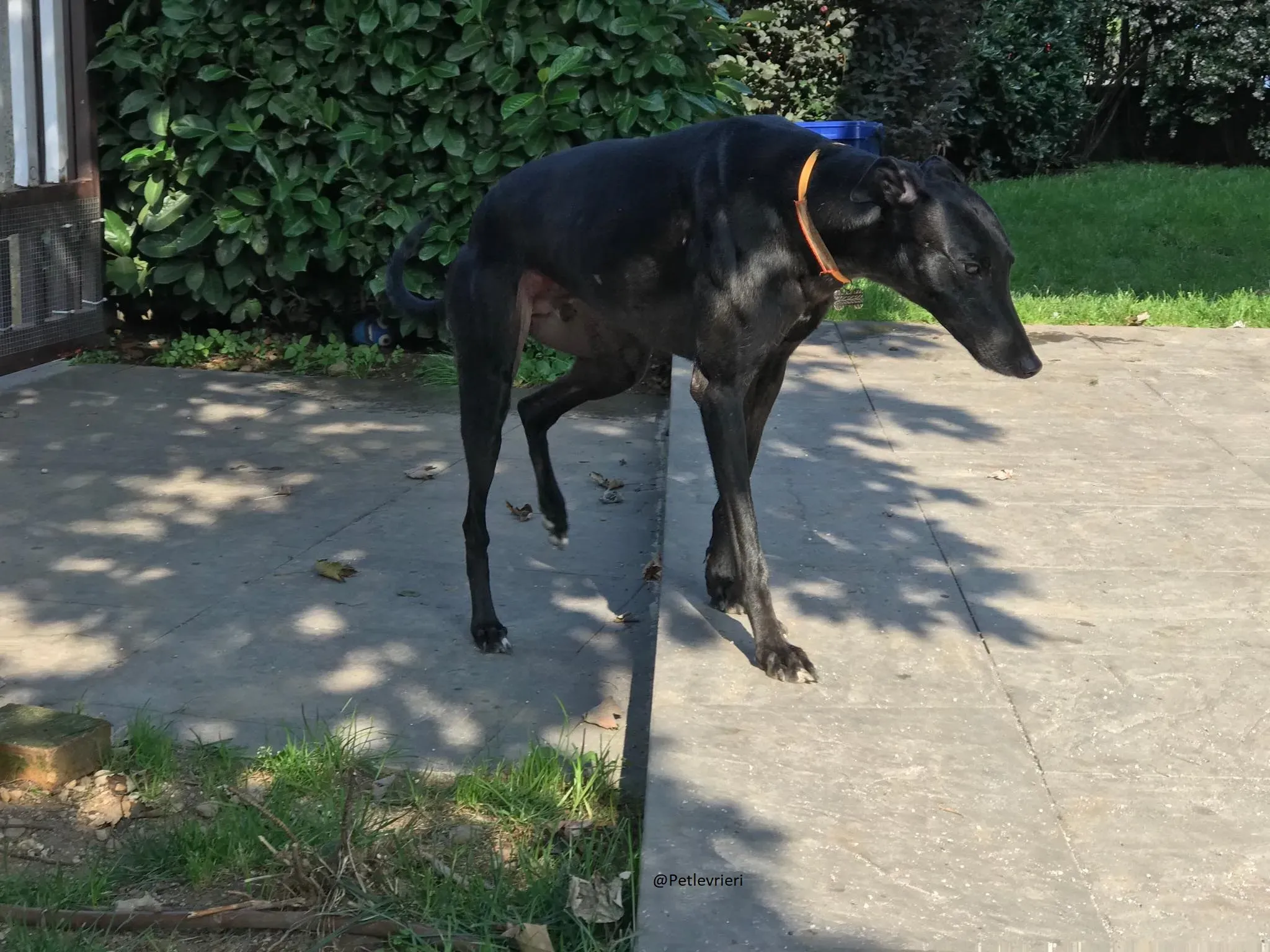 Bucksie Greyhound male adozionelevrieri 3 1
