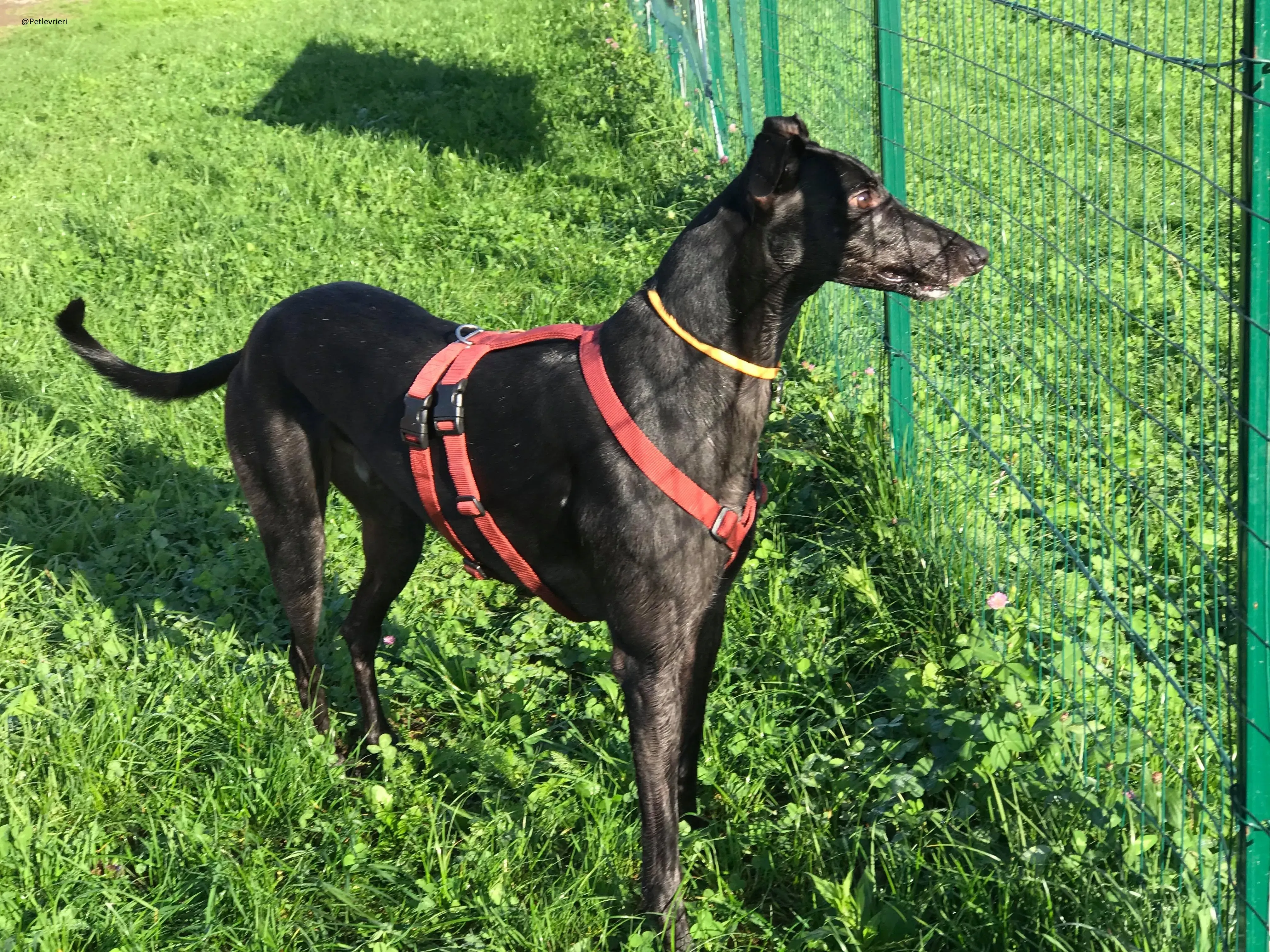 Bucksie Greyhound male adozionelevrieri 3