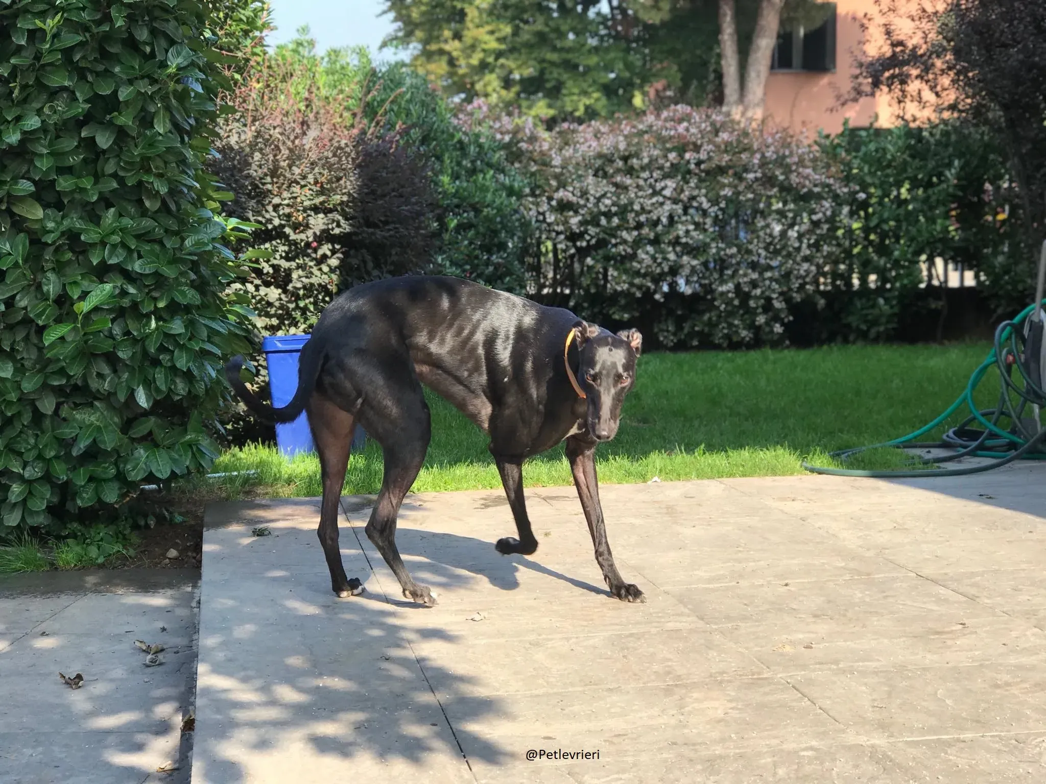 Bucksie Greyhound male adozionelevrieri 4 1