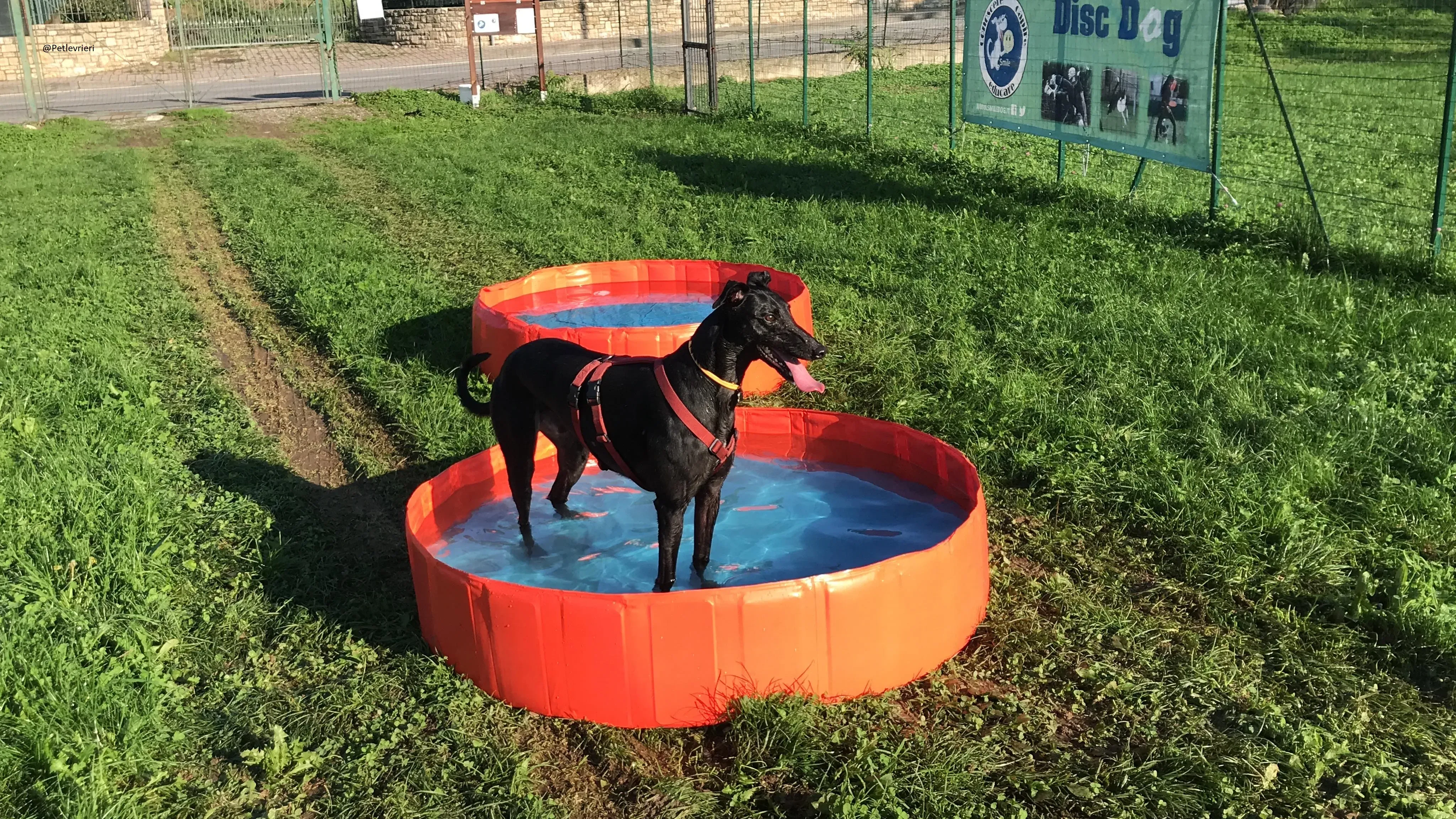Bucksie Greyhound male adozionelevrieri 4