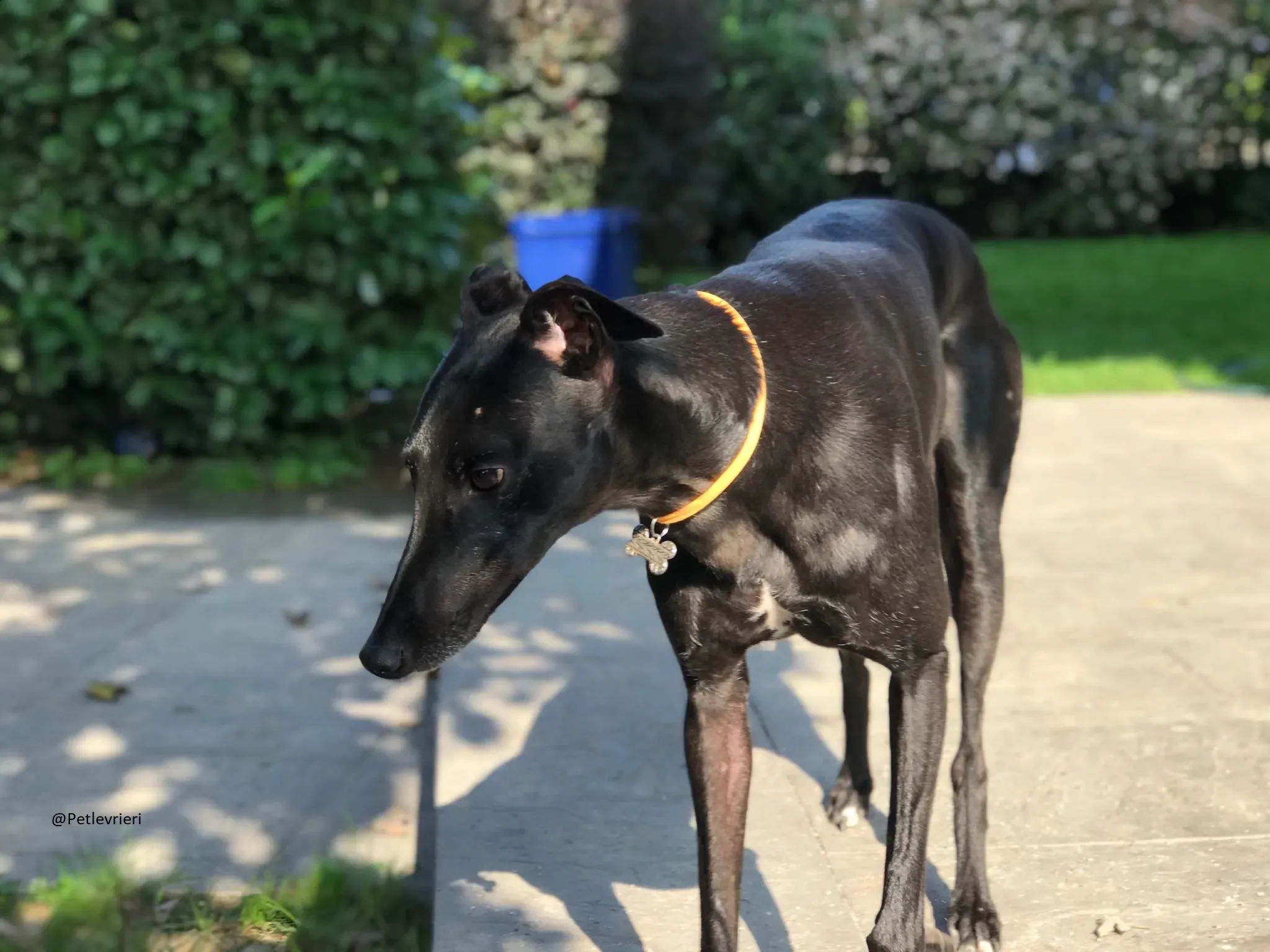 Bucksie Greyhound male adozionelevrieri 5 1