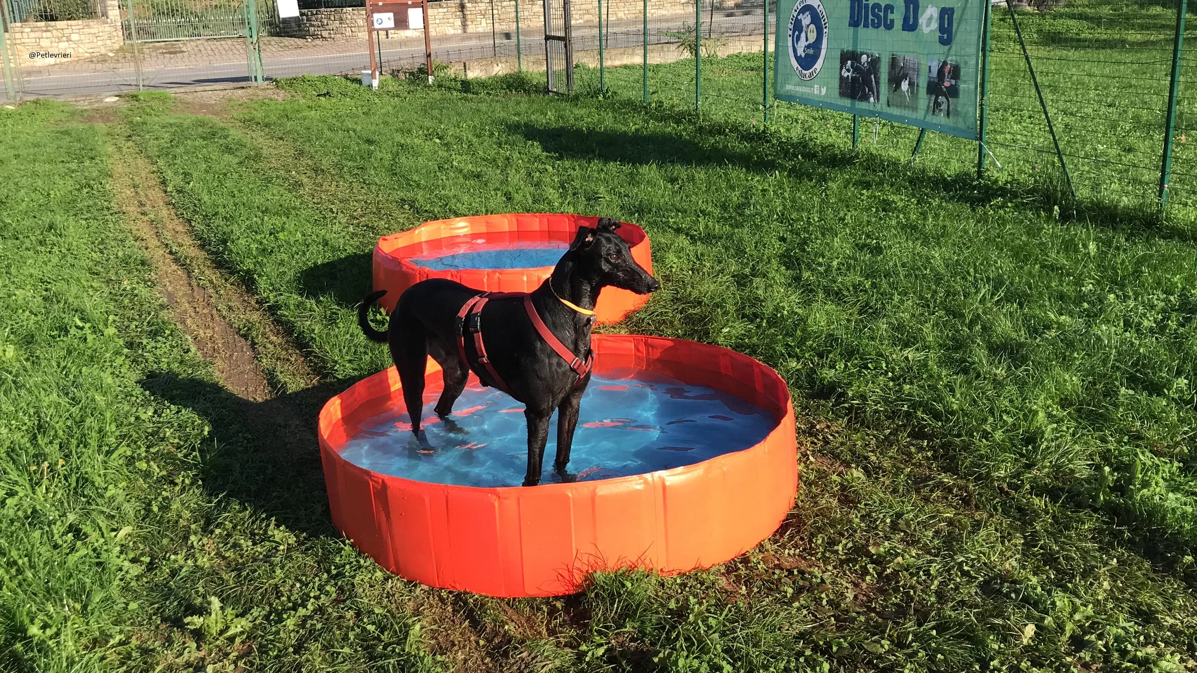 Bucksie Greyhound male adozionelevrieri 5