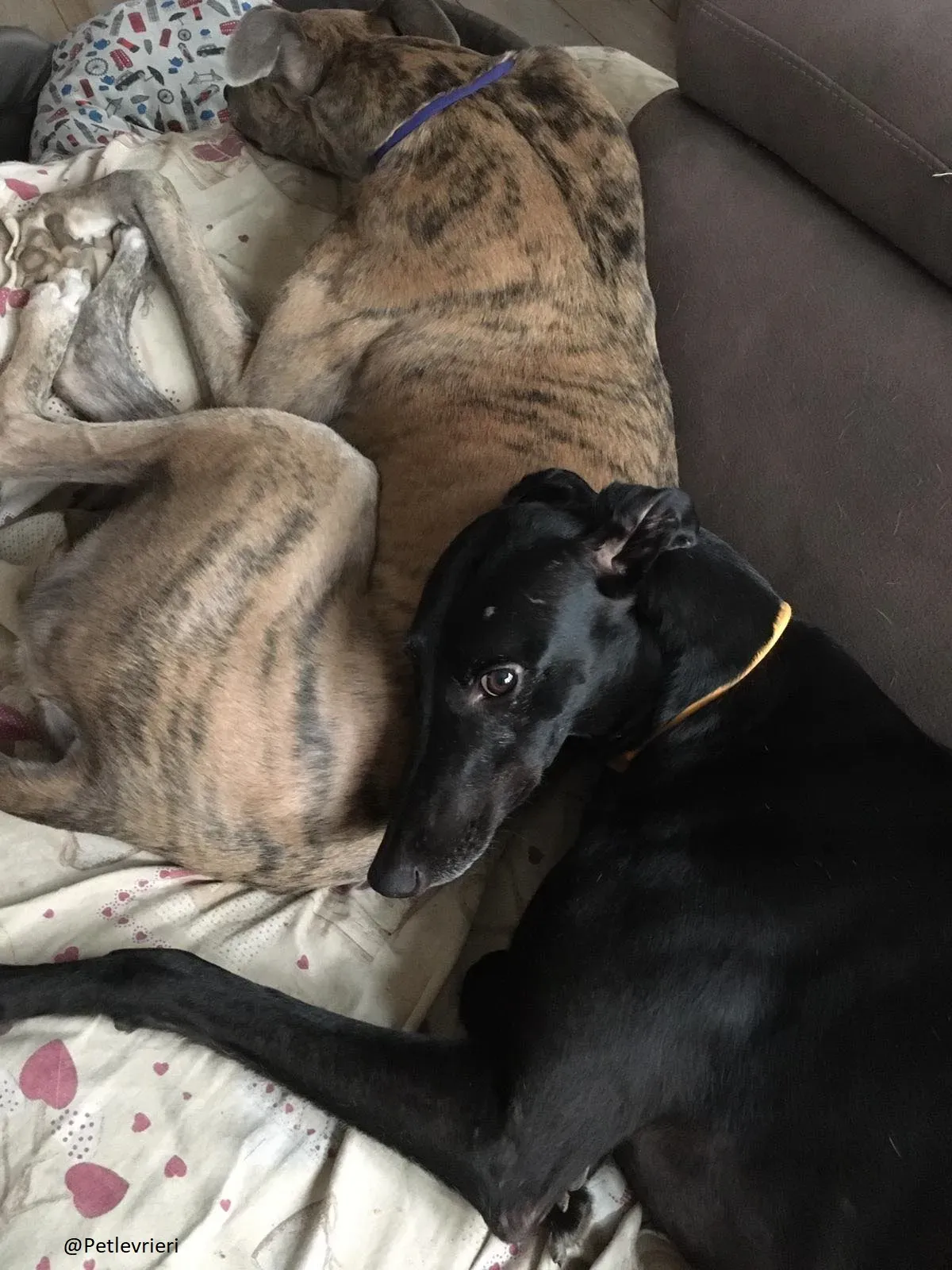 Bucksie Greyhound male adozionelevrieri 6