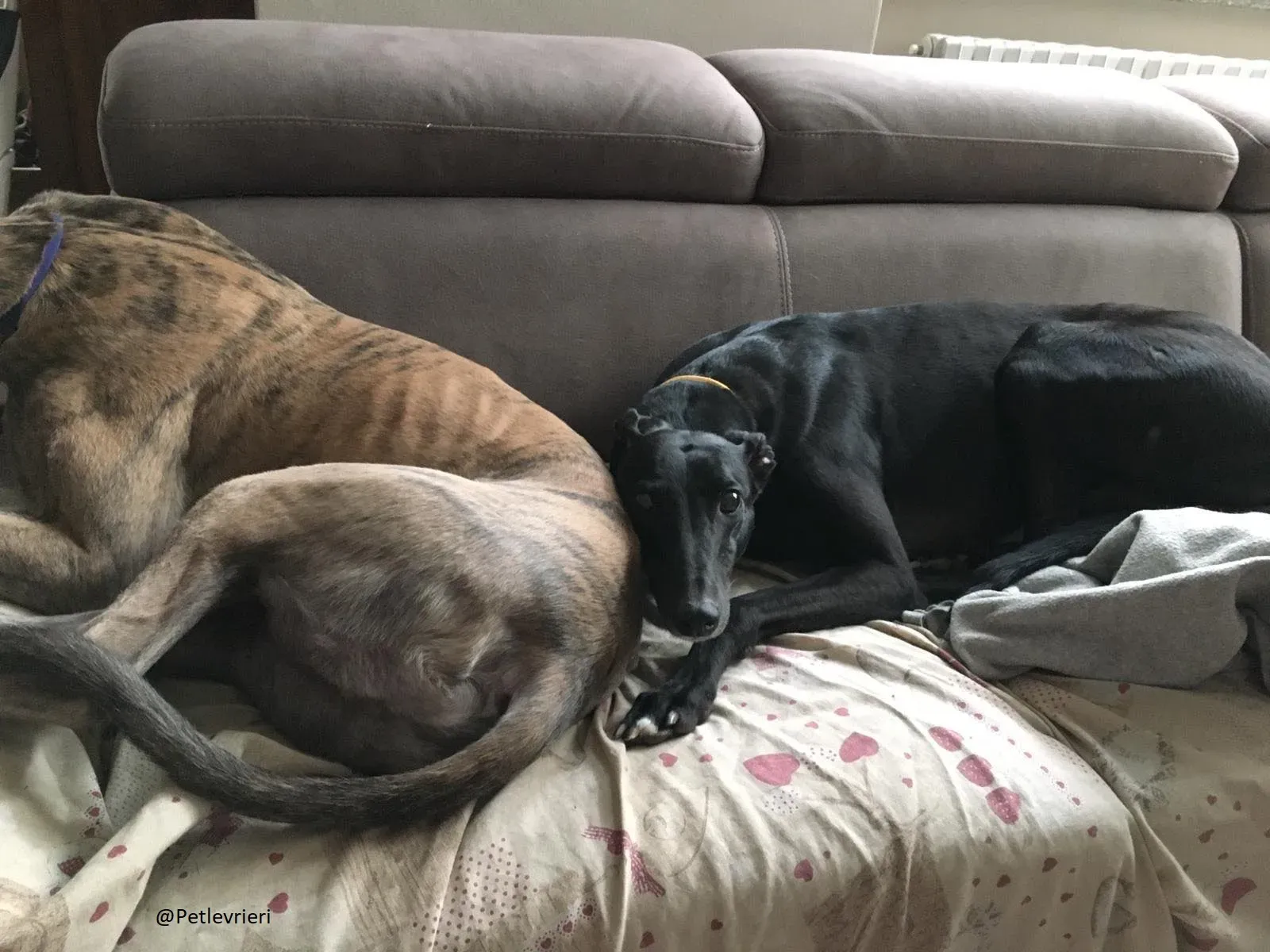 Bucksie Greyhound male adozionelevrieri 7