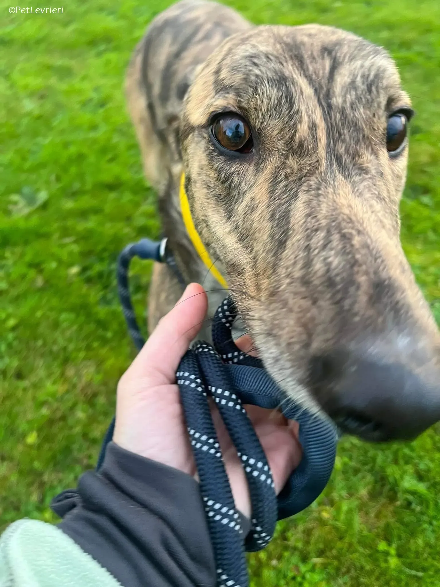 Buddy adozione levrieri greyhound 2