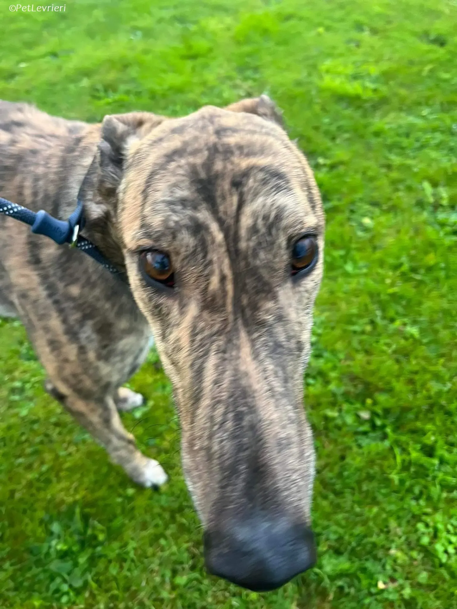 Buddy adozione levrieri greyhound 3