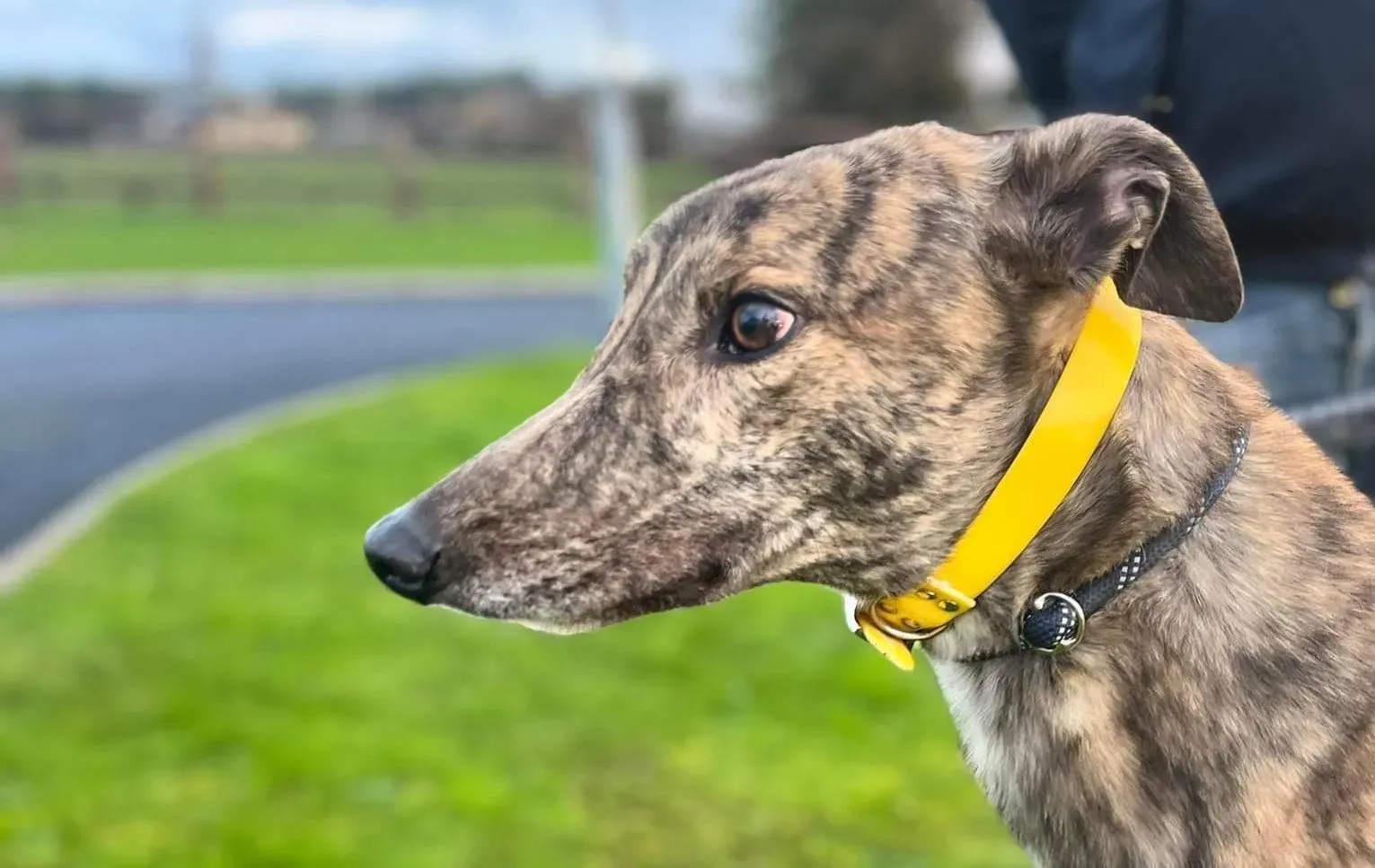 Buddy adozione levrieri greyhound 4 e1698599962537