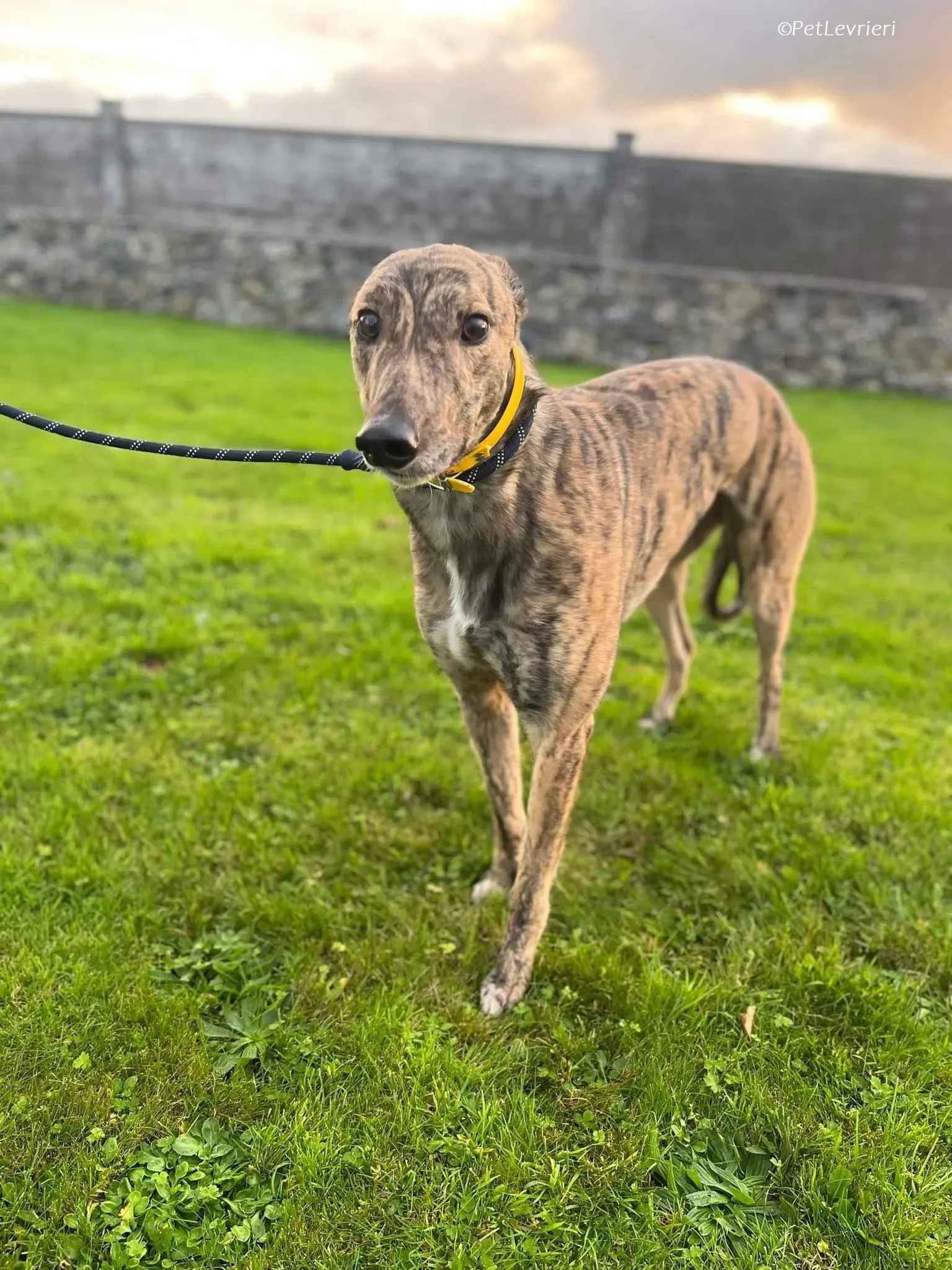 Buddy adozione levrieri greyhound 5