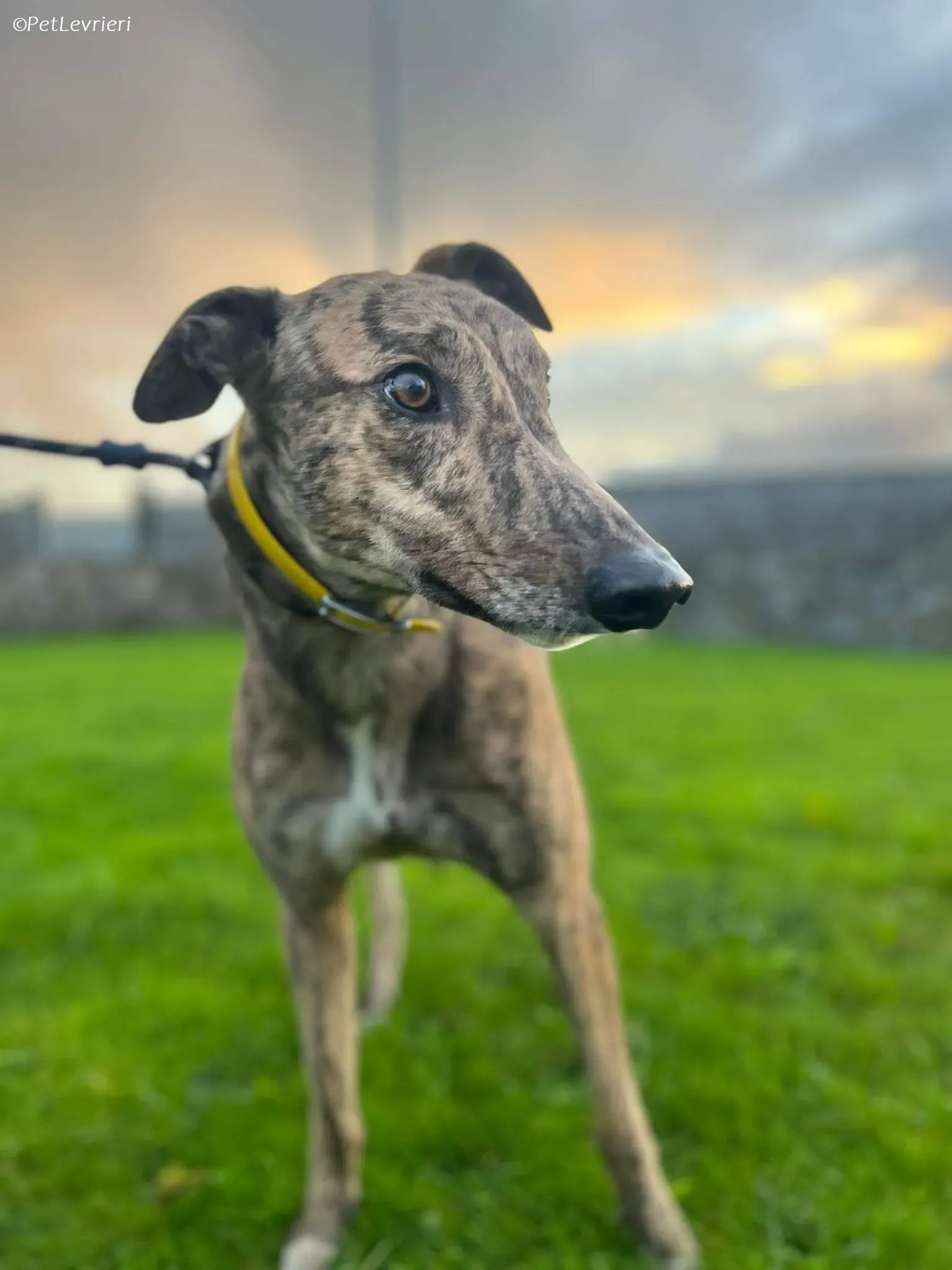 Buddy adozione levrieri greyhound 7