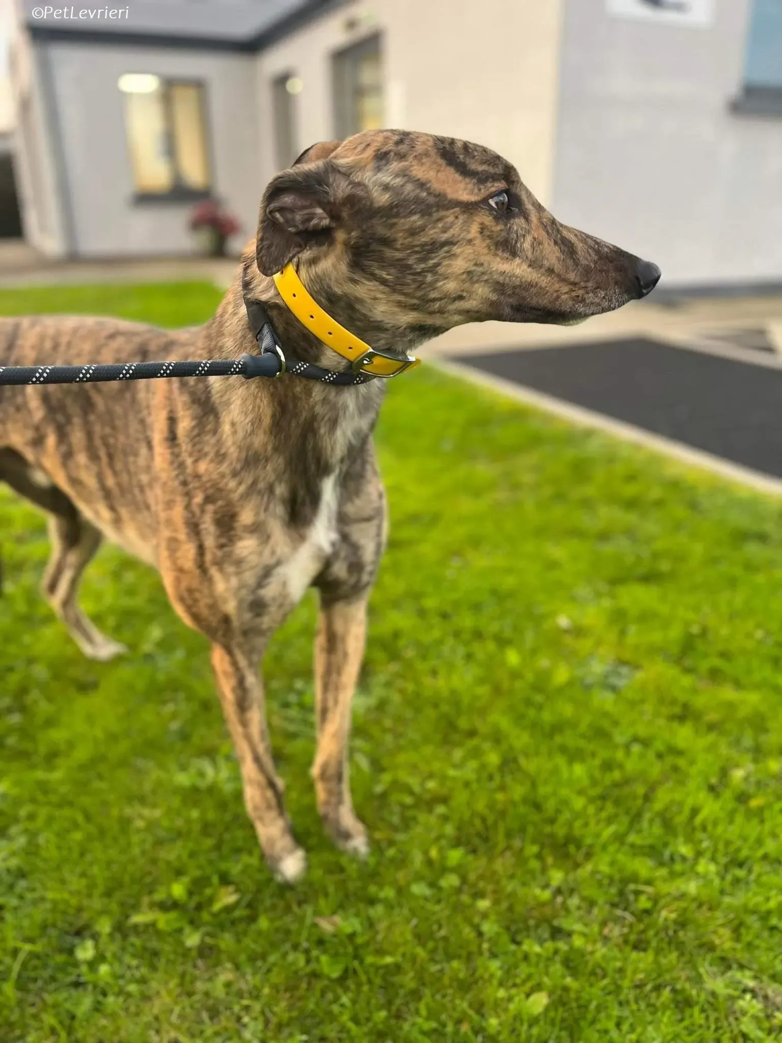 Buddy adozione levrieri greyhound 9