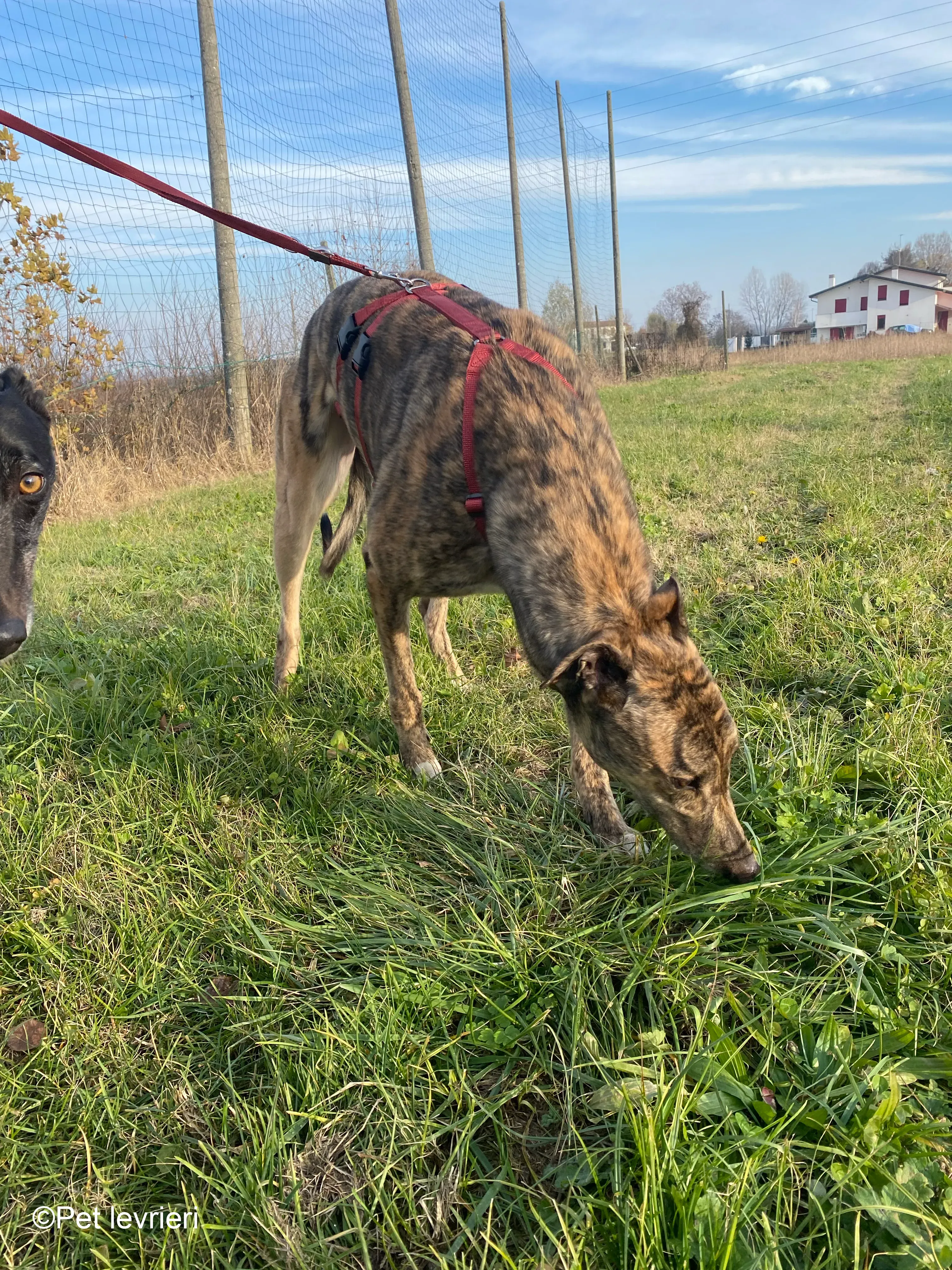 Buddy greyhound maschio tigrato  foster 1