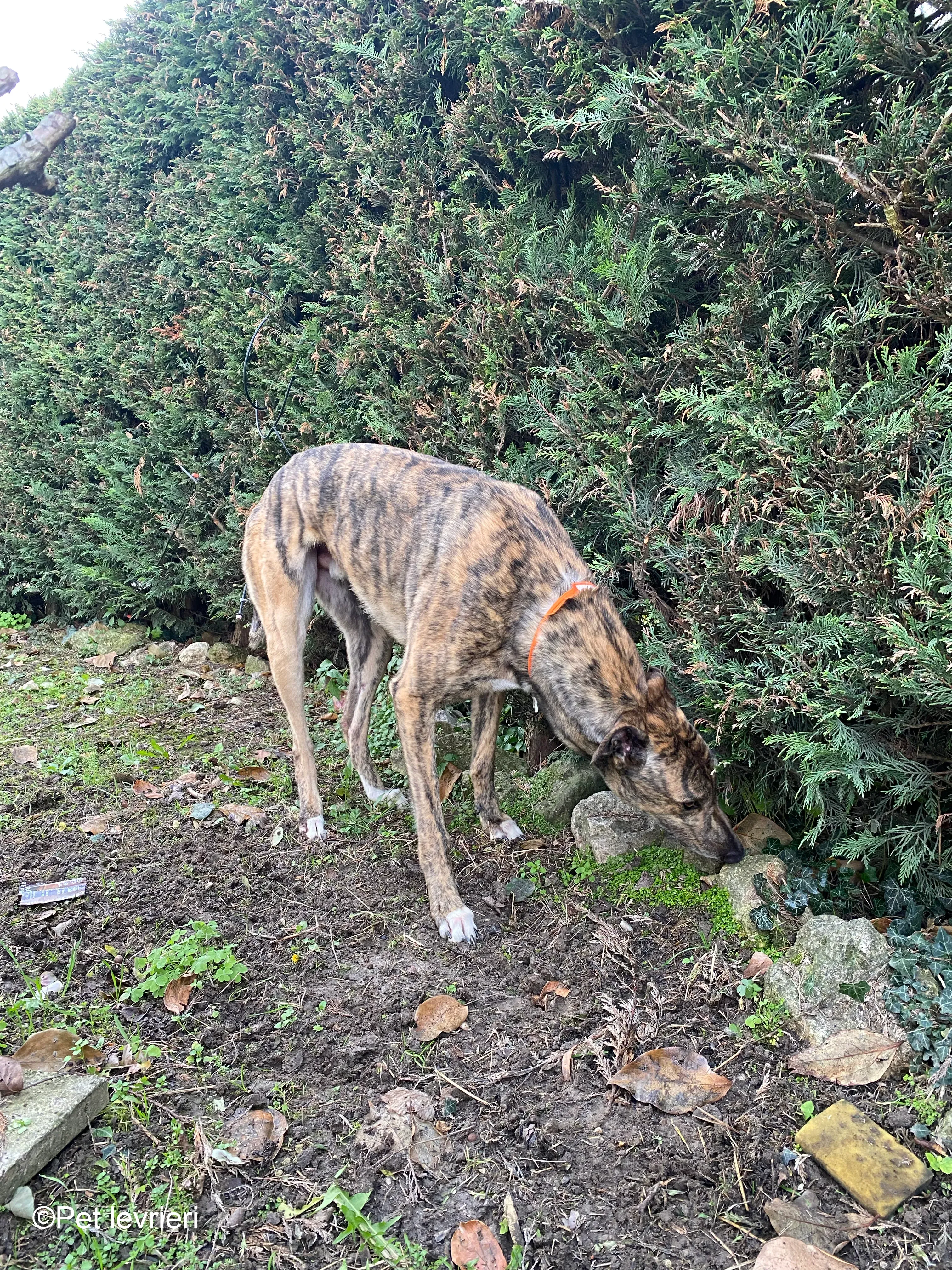 Buddy greyhound maschio tigrato  foster 10