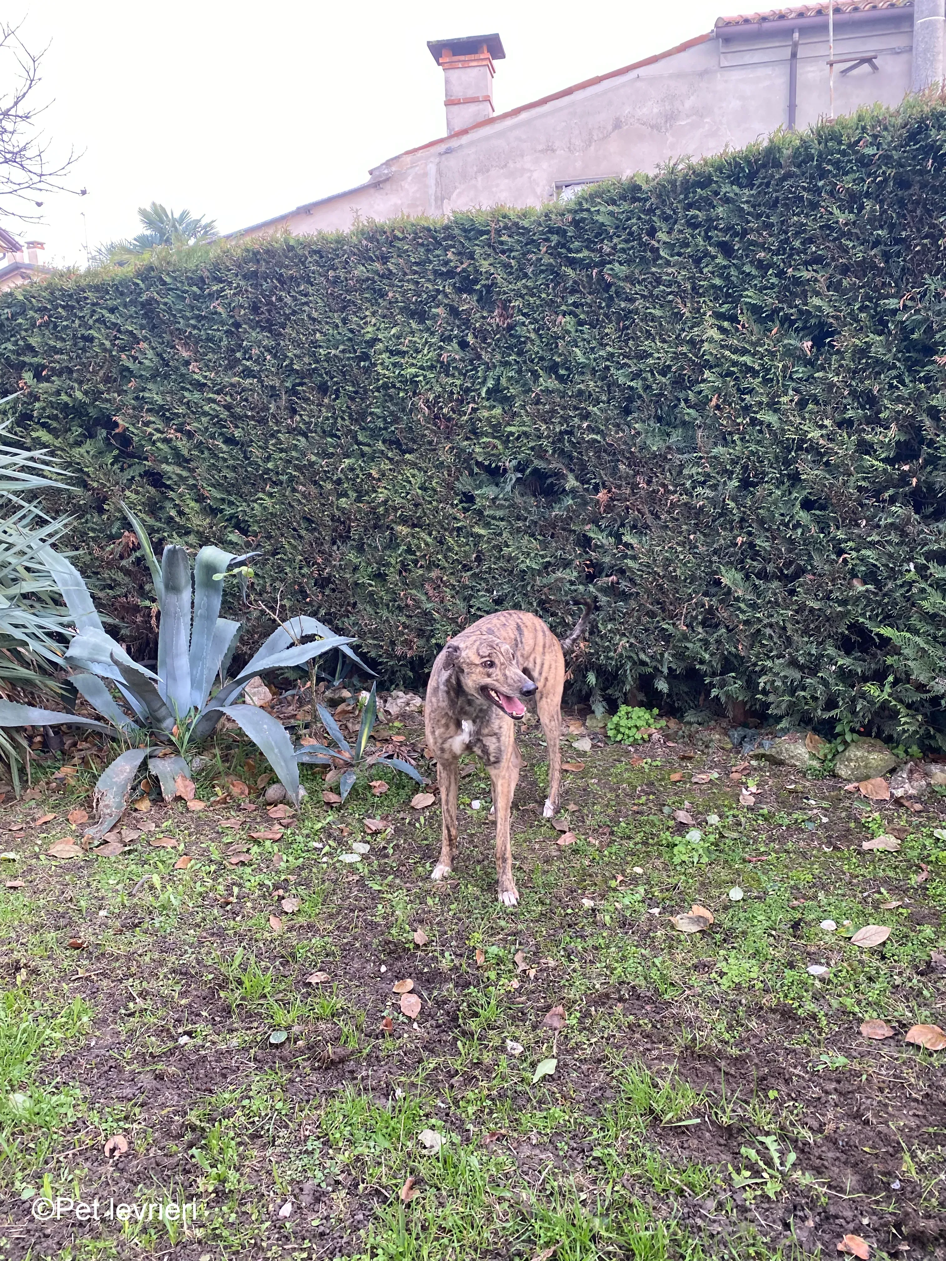 Buddy greyhound maschio tigrato  foster 11