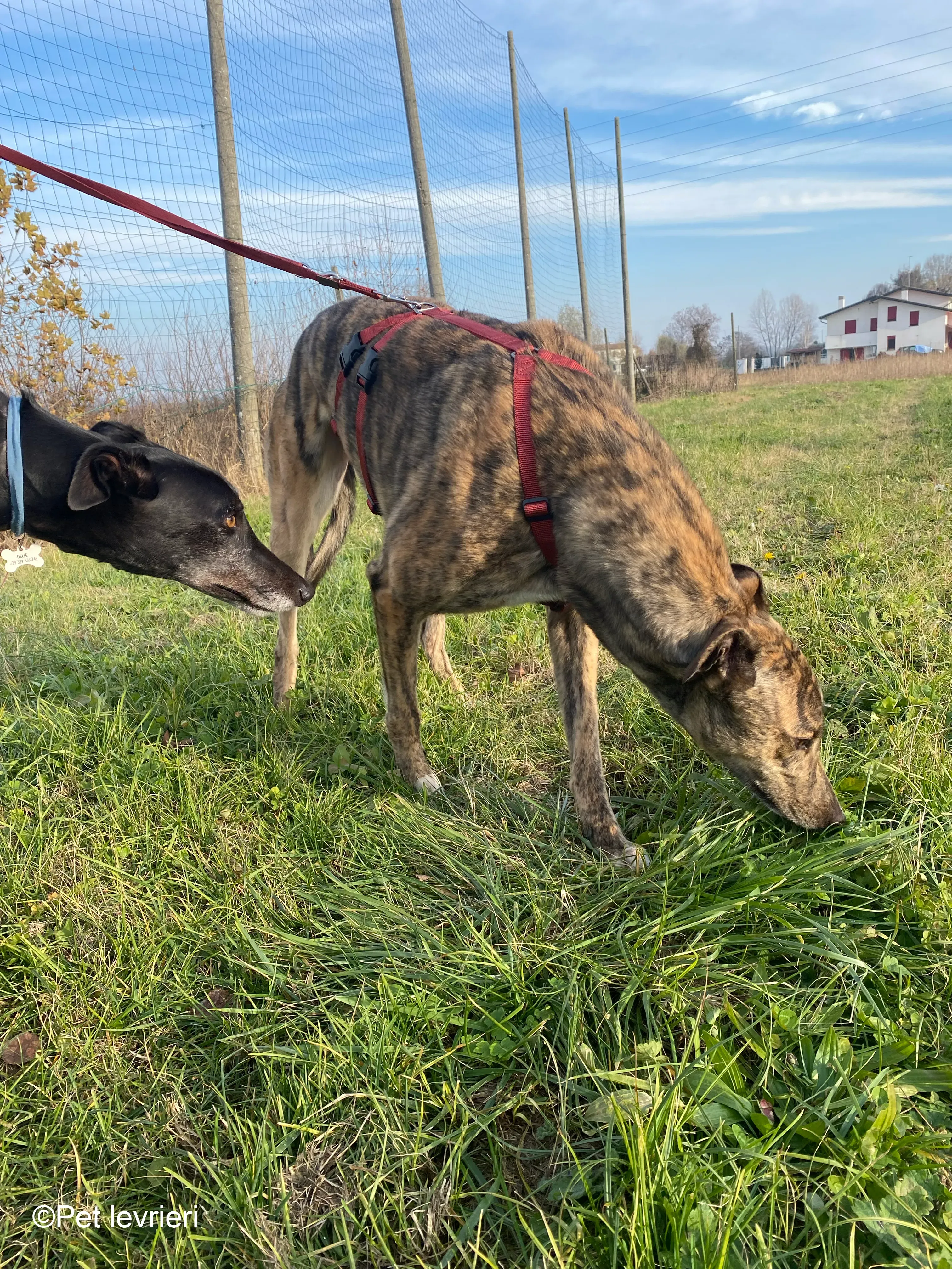 Buddy greyhound maschio tigrato  foster 2