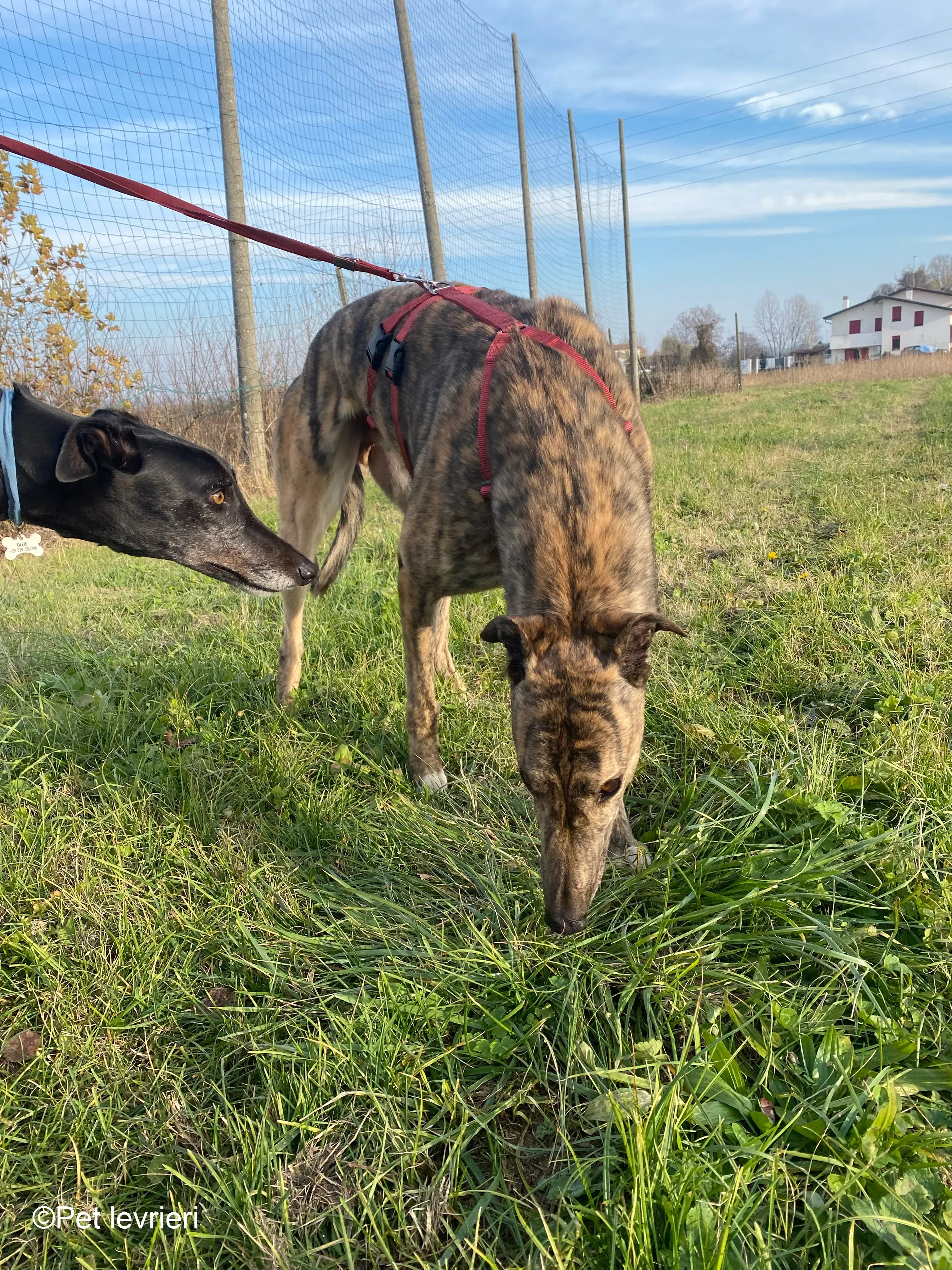 Buddy greyhound maschio tigrato  foster 3