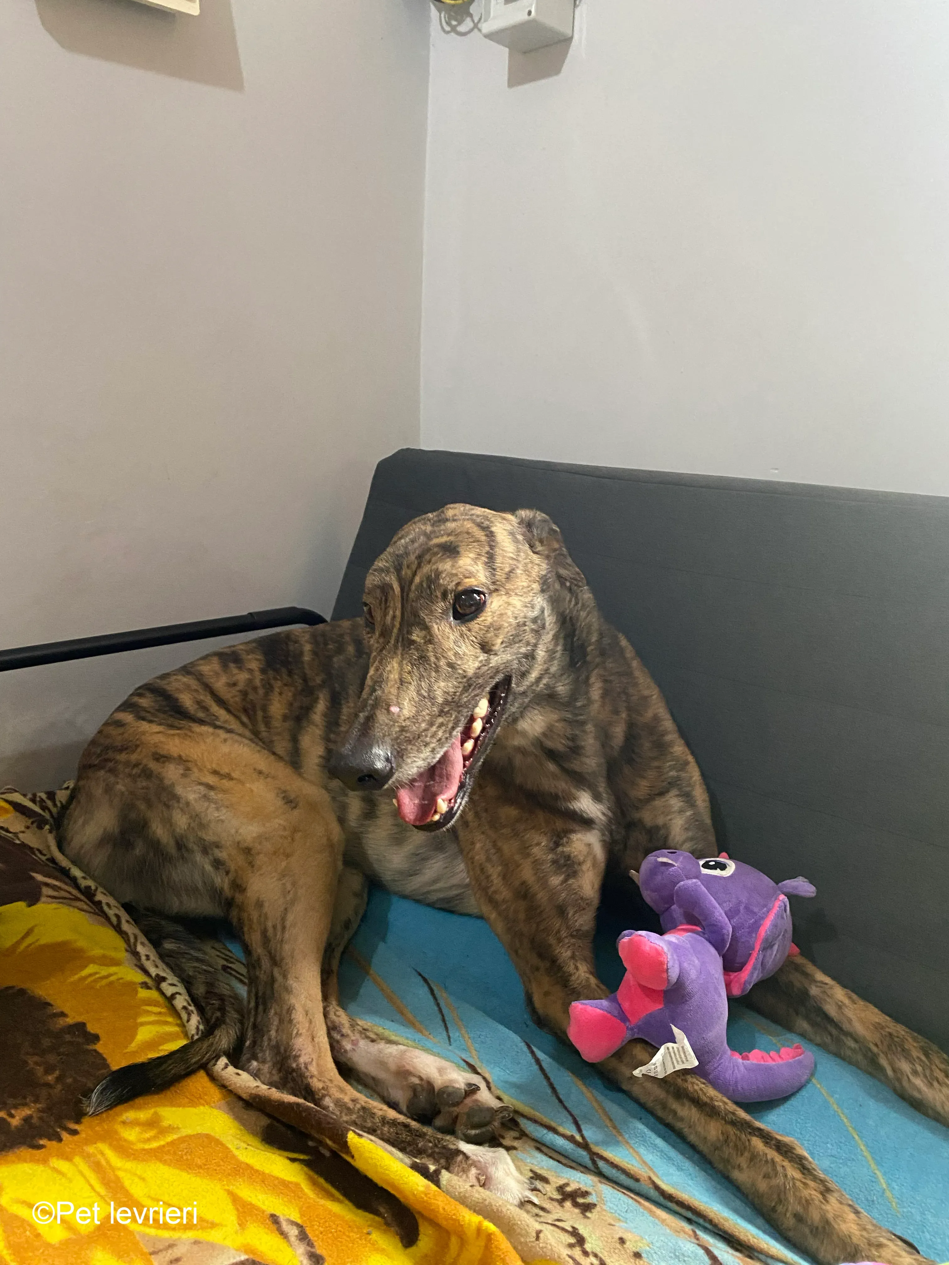 Buddy greyhound maschio tigrato  foster 4