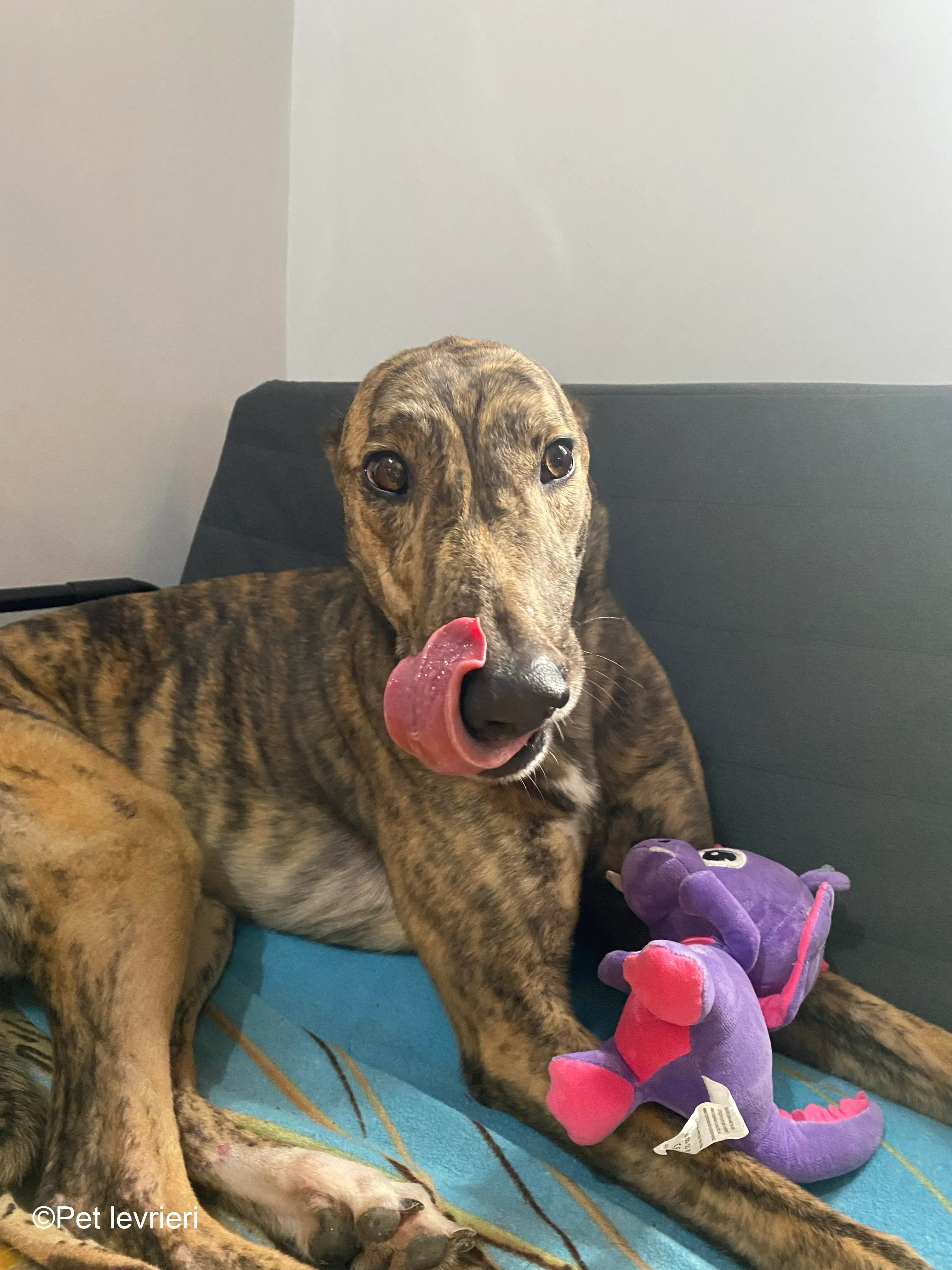 Buddy greyhound maschio tigrato  foster 5