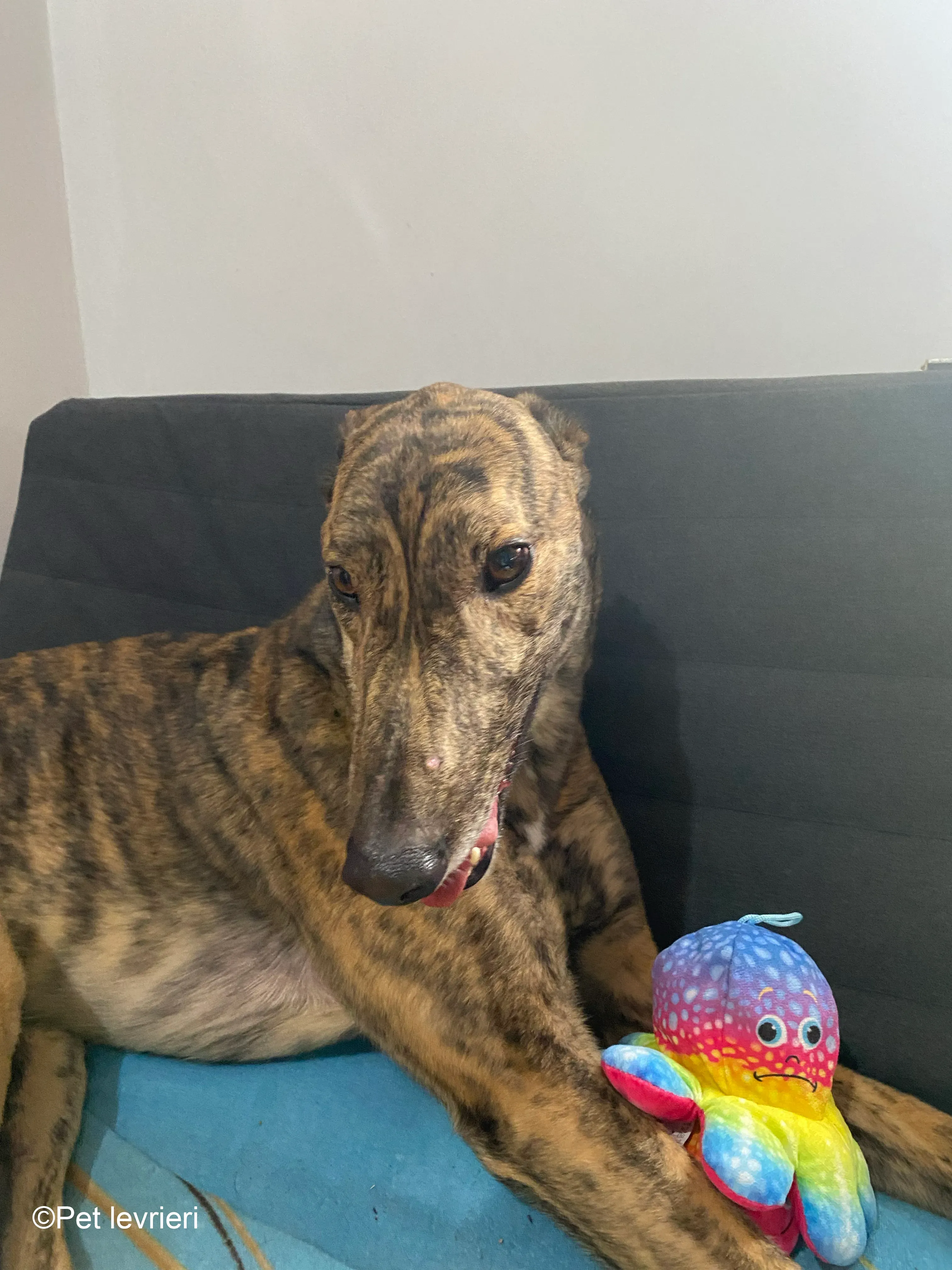 Buddy greyhound maschio tigrato  foster 6