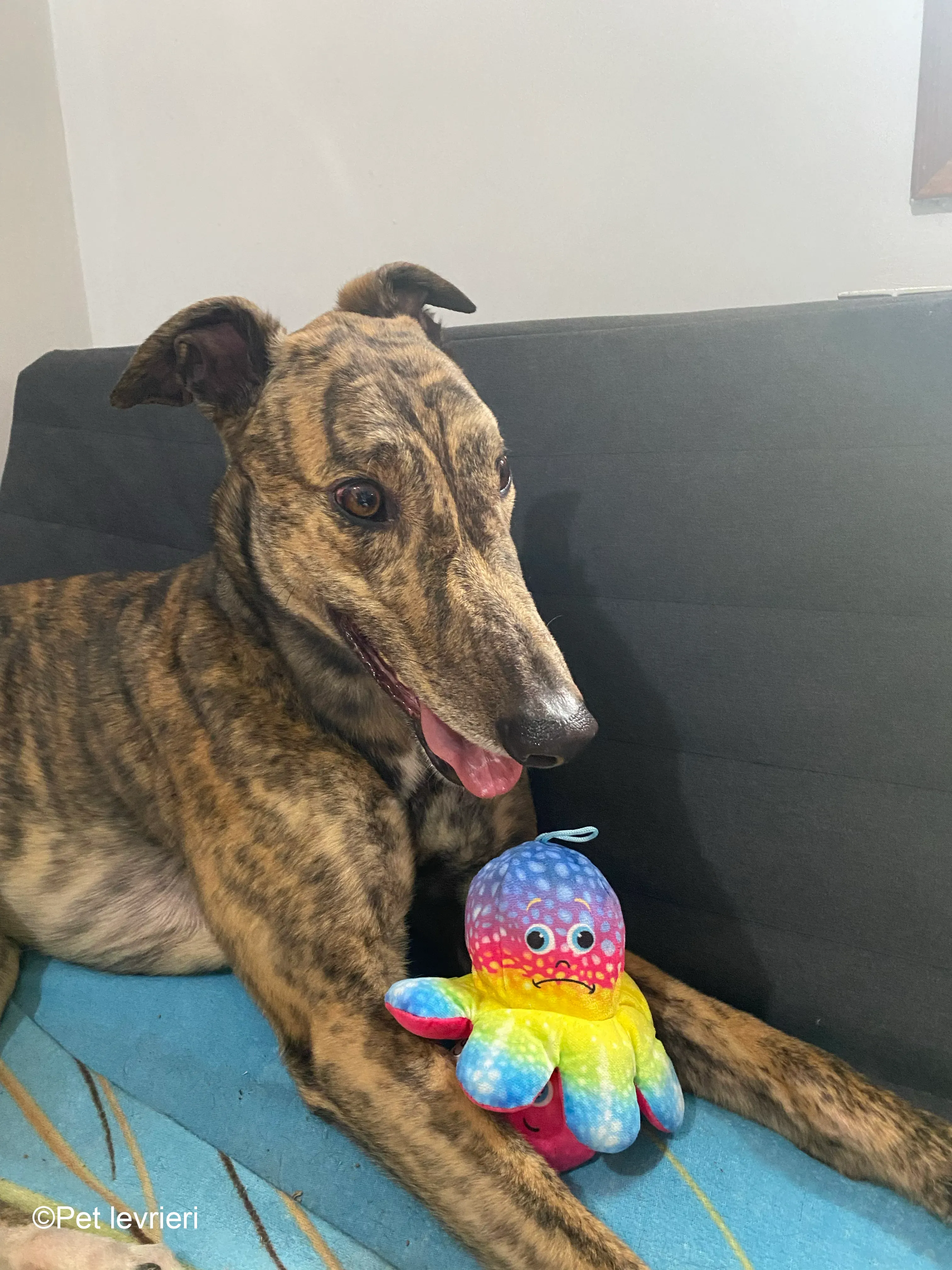 Buddy greyhound maschio tigrato  foster 8