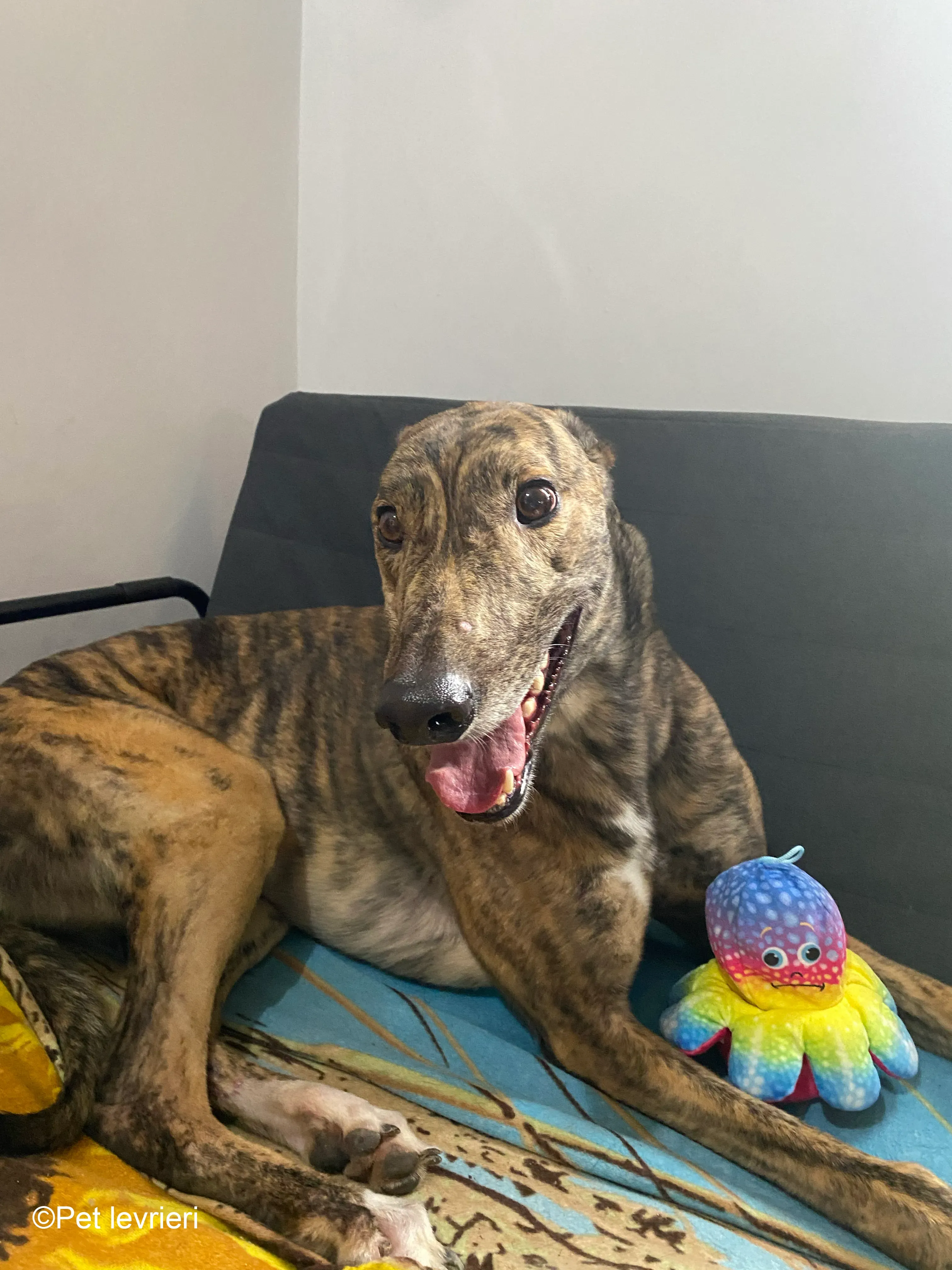 Buddy greyhound maschio tigrato  foster 9