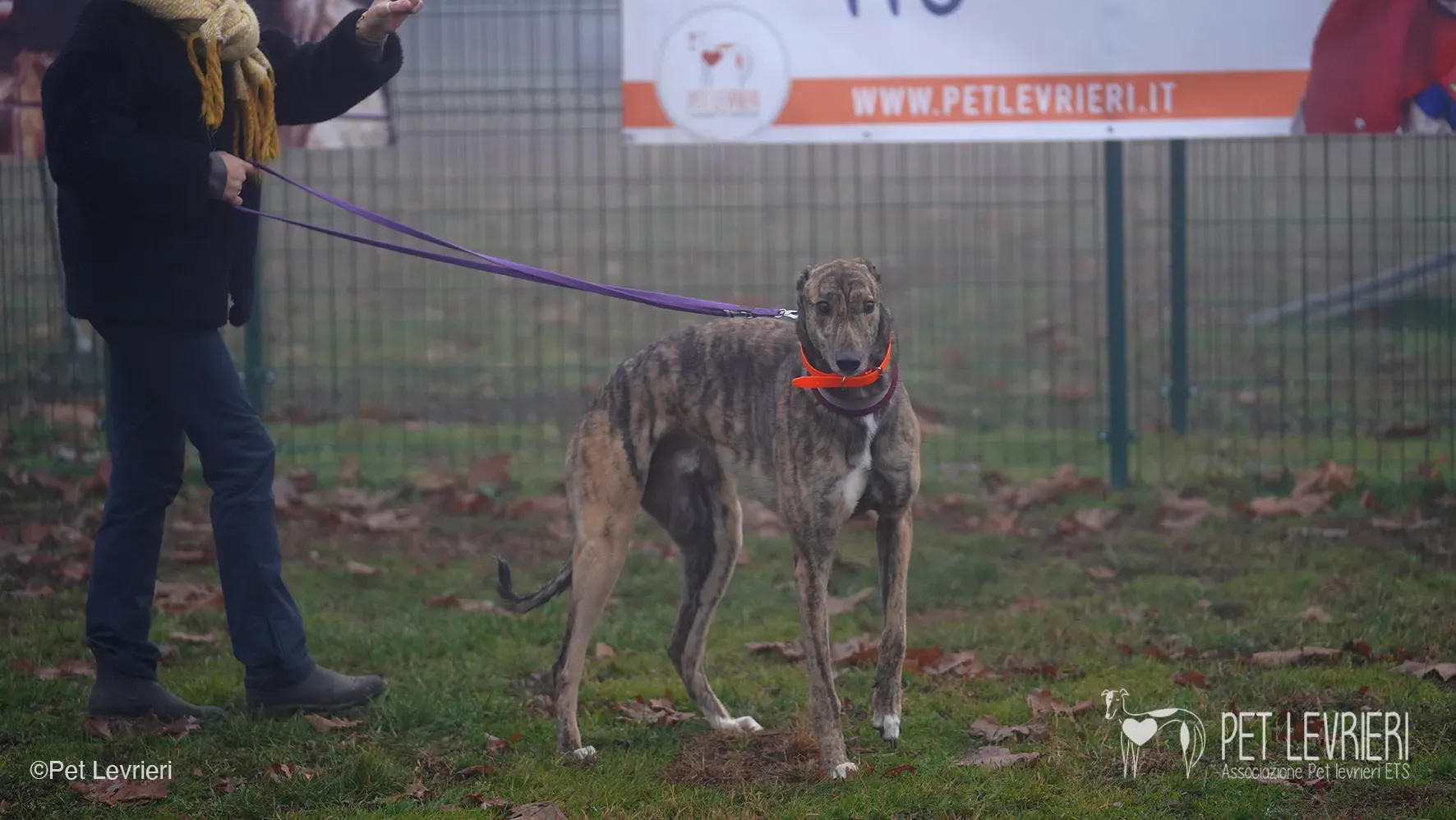Buddy greyhound maschio tigrato arrivo foster 01