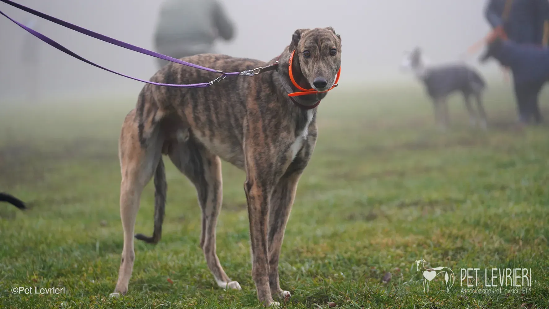 Buddy greyhound maschio tigrato arrivo foster 012