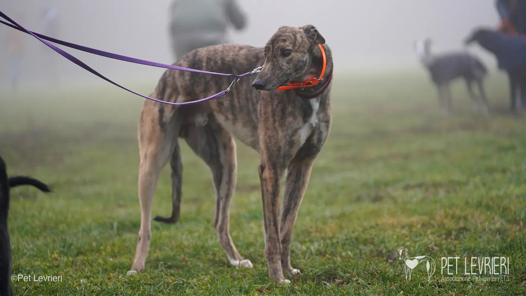 Buddy greyhound maschio tigrato arrivo foster 013