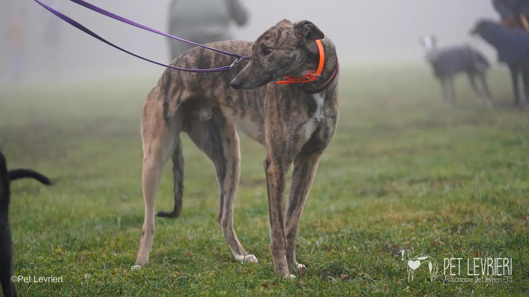 Buddy greyhound maschio tigrato arrivo foster 014