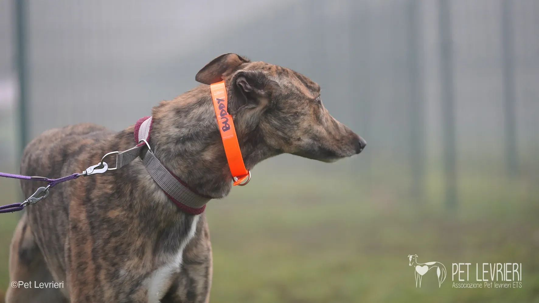 Buddy greyhound maschio tigrato arrivo foster 015