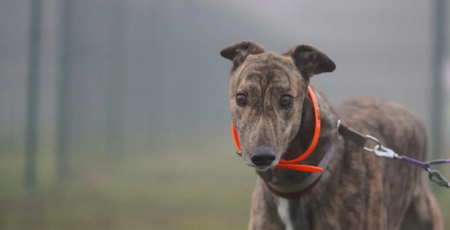 Buddy greyhound maschio tigrato arrivo foster 016 e1703058738315