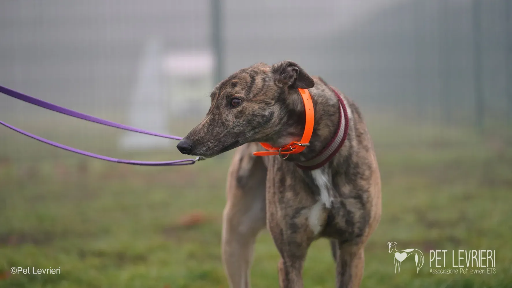 Buddy greyhound maschio tigrato arrivo foster 017